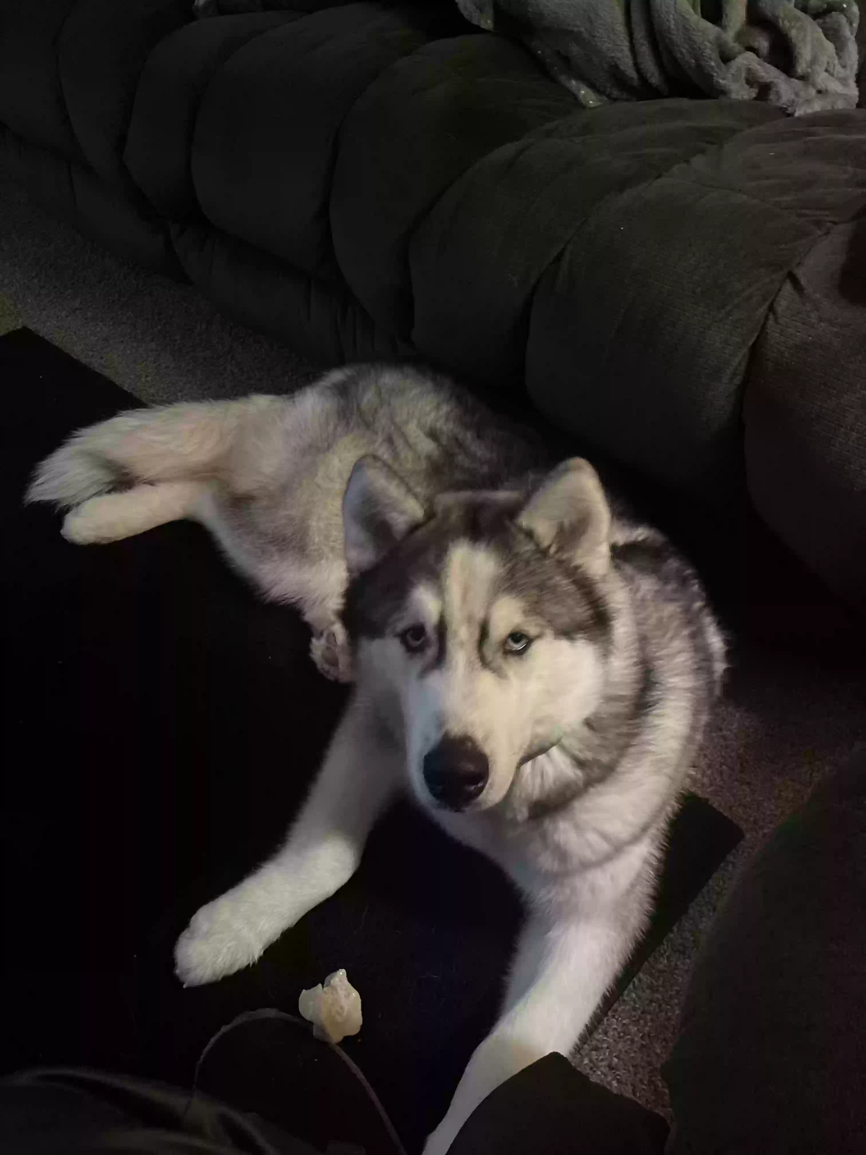adoptable Dog in Scottsburg,IN named Thor
