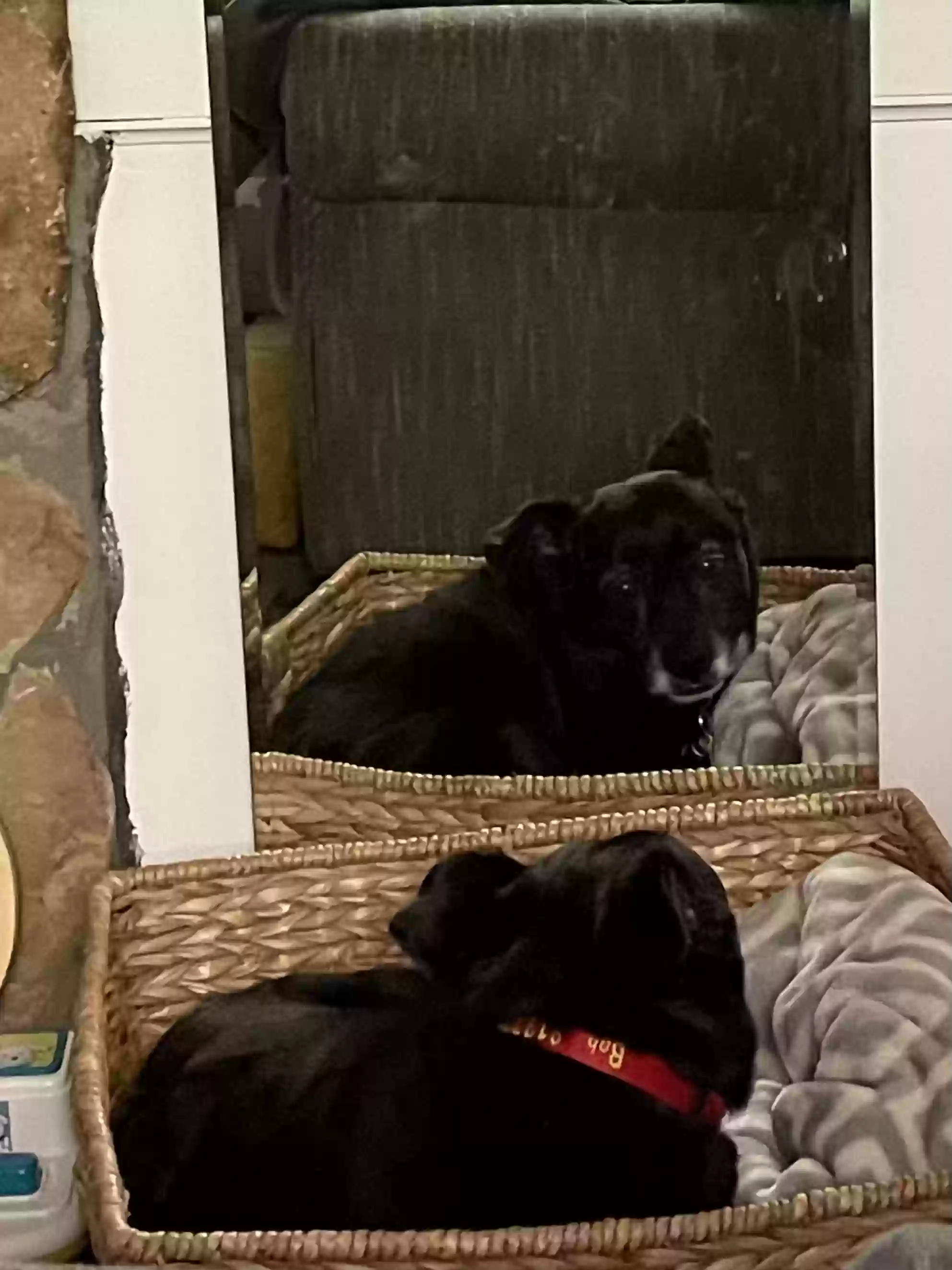 adoptable Dog in Duluth,GA named Bob