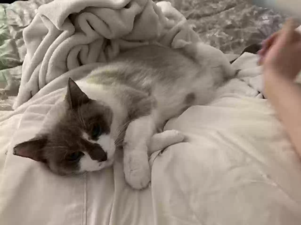 adoptable Cat in Berkeley,CA named Lady Jenny