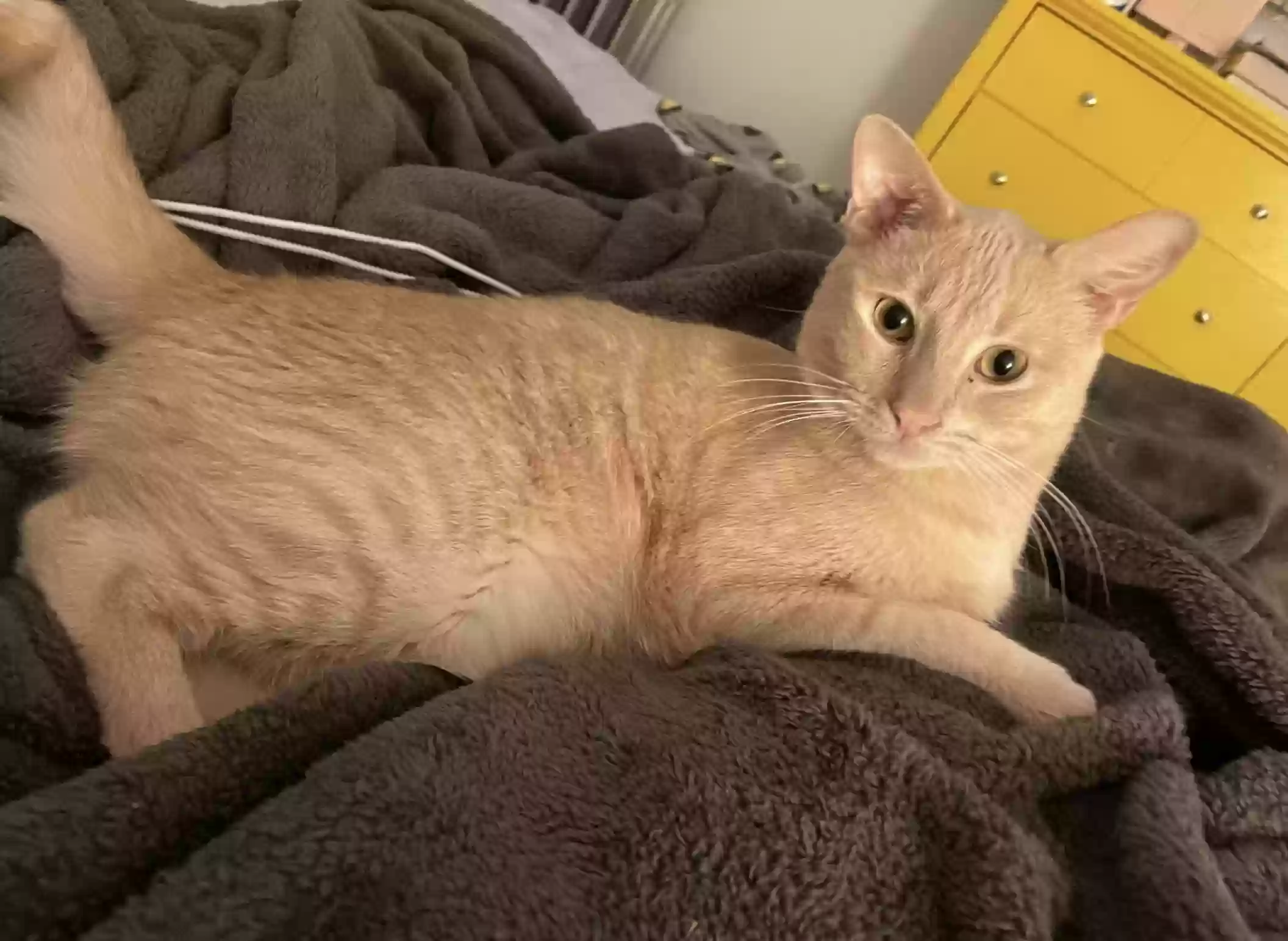 adoptable Cat in Berkeley,CA named Forrest