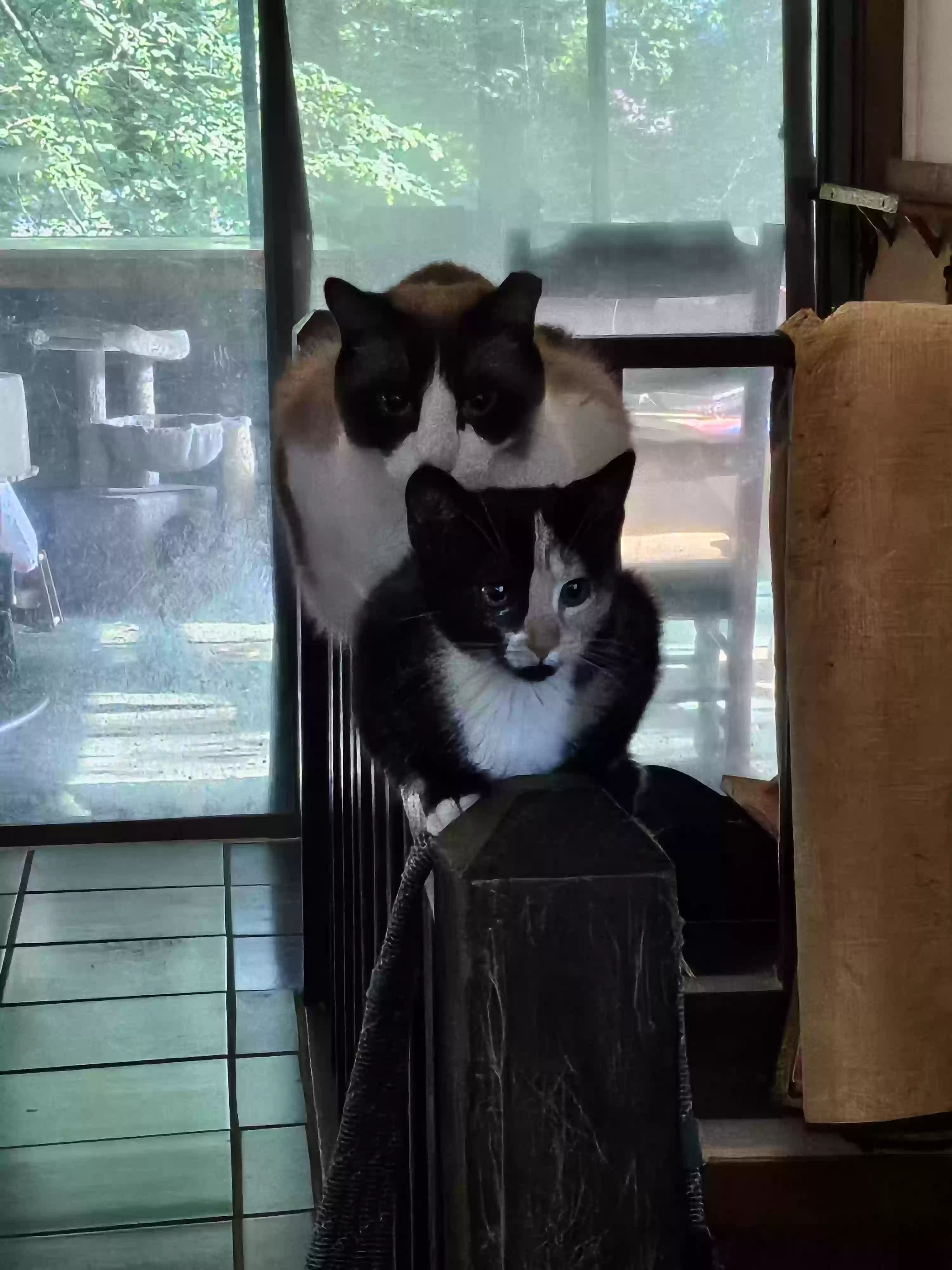 adoptable Cat in Stone Mountain,GA named Unnamed
