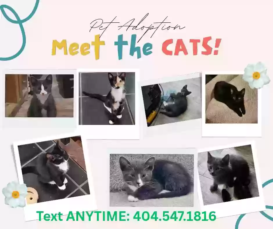 adoptable Cat in Stone Mountain,GA named Unnamed