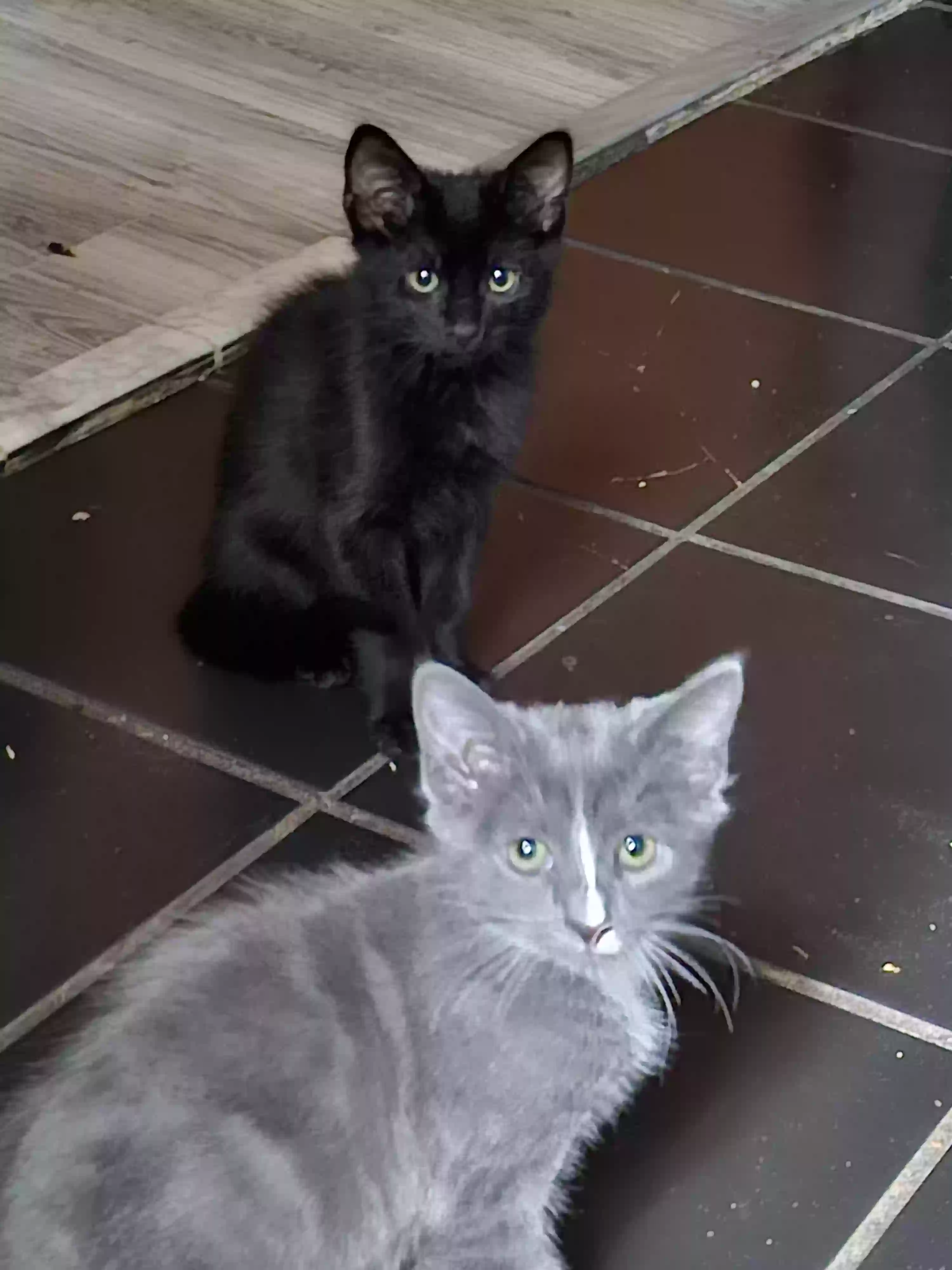 adoptable Cat in Stone Mountain,GA named Unnamed
