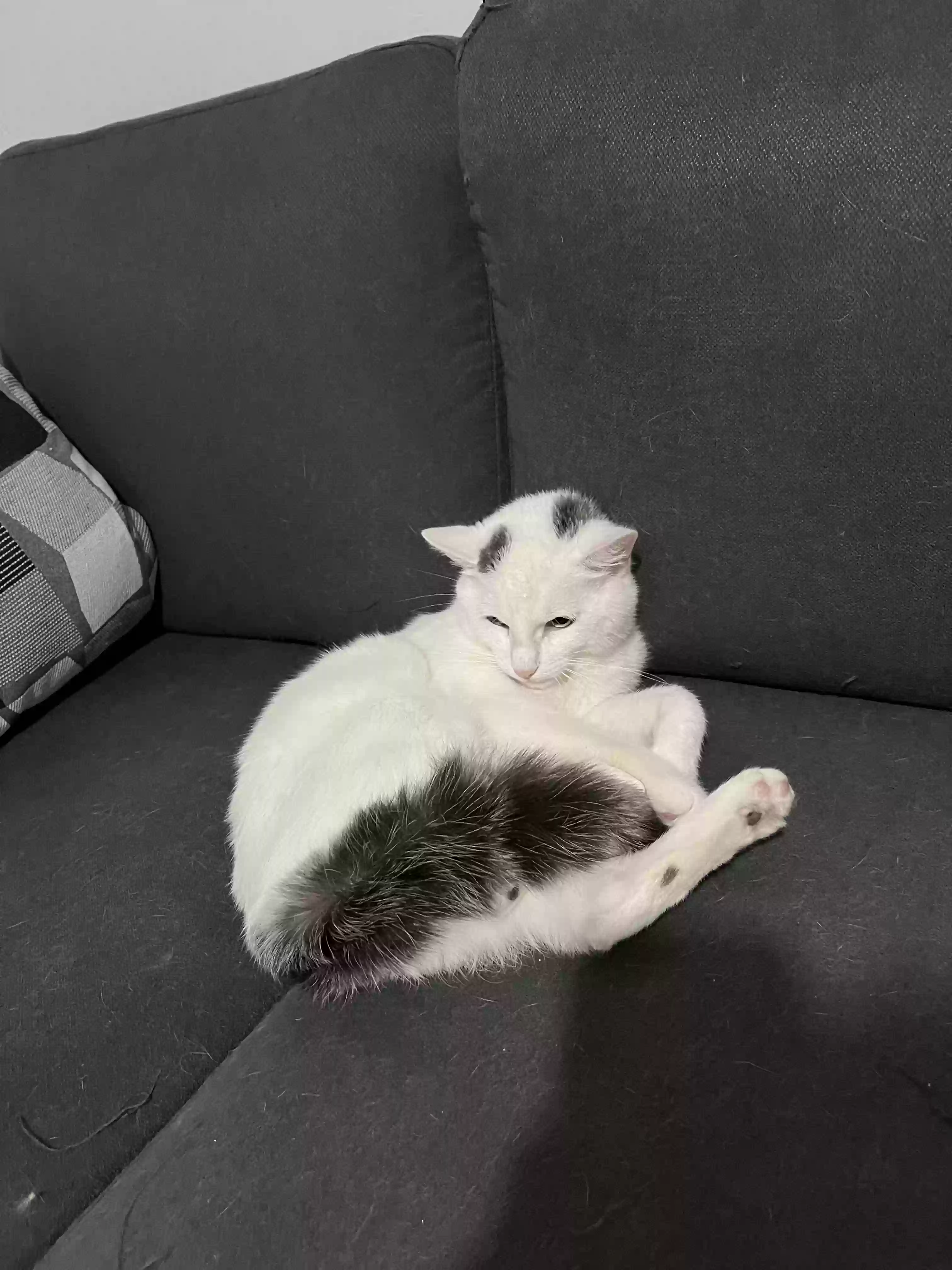 adoptable Cat in Brooklyn,NY named Cloud