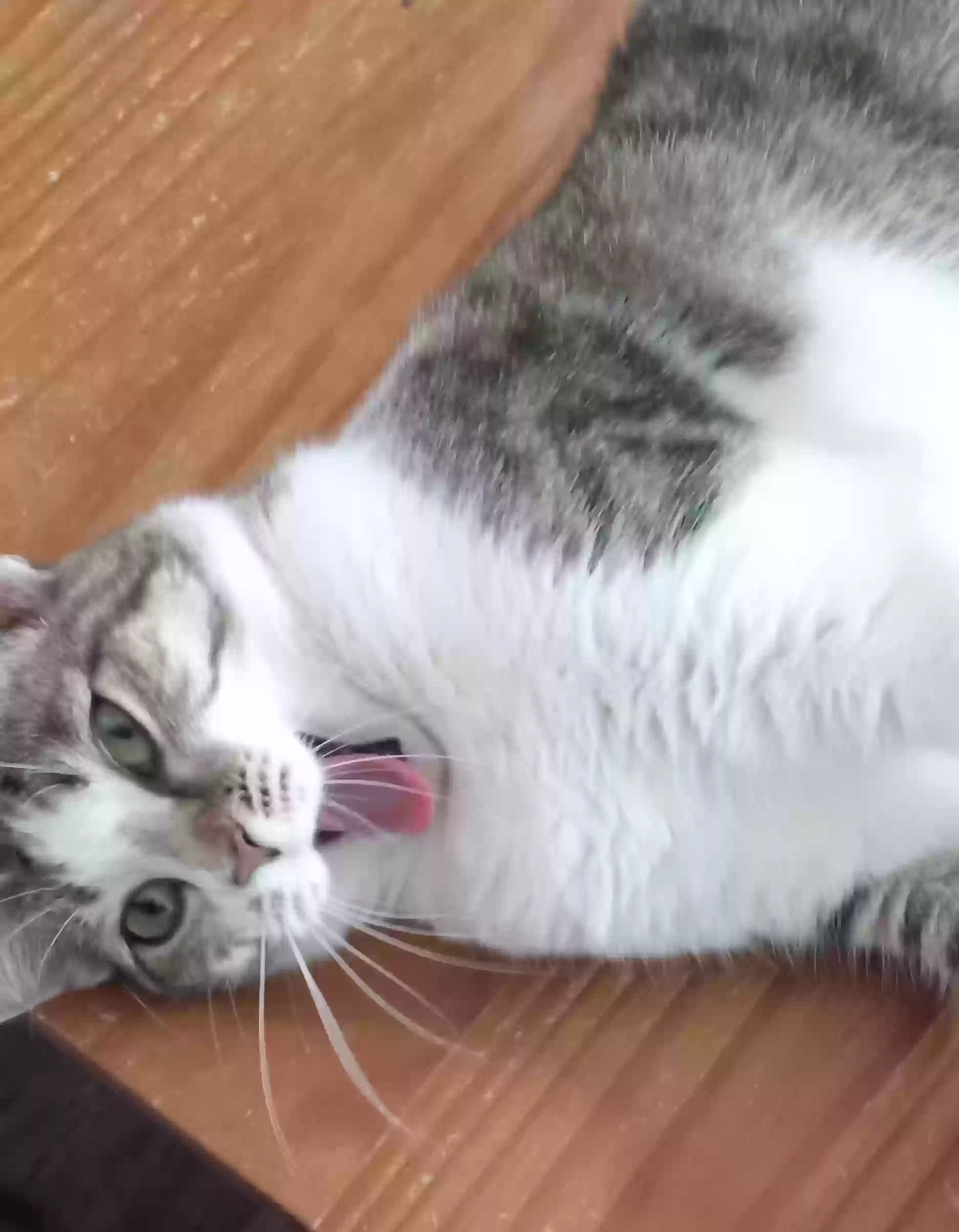 adoptable Cat in Springfield,OH named Bronwyn, Whisper, Harmony and Jooniper