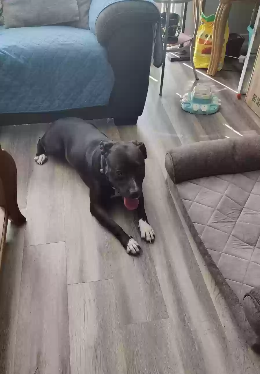 adoptable Dog in Lithonia,GA named Ziggy