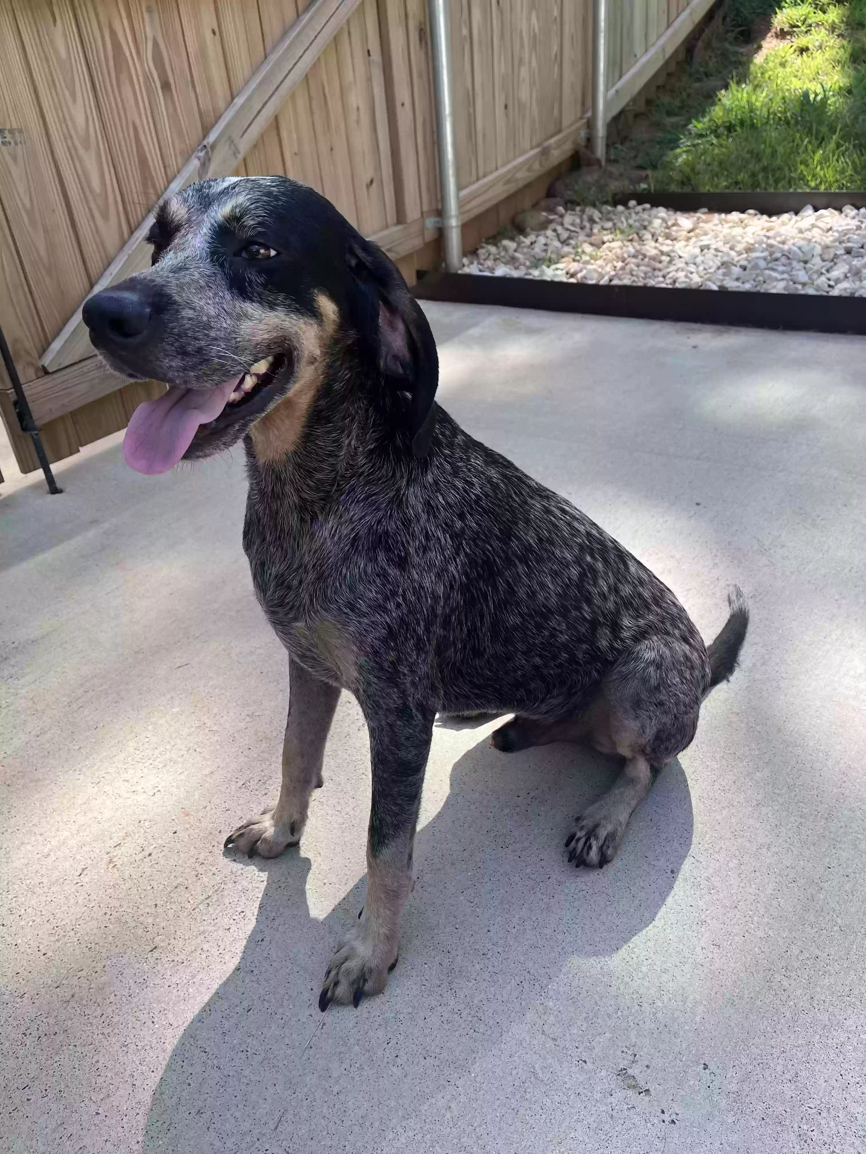adoptable Dog in Lindale,TX named Duke