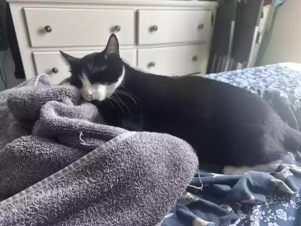 adoptable Cat in Bronx,NY named Brooklyn