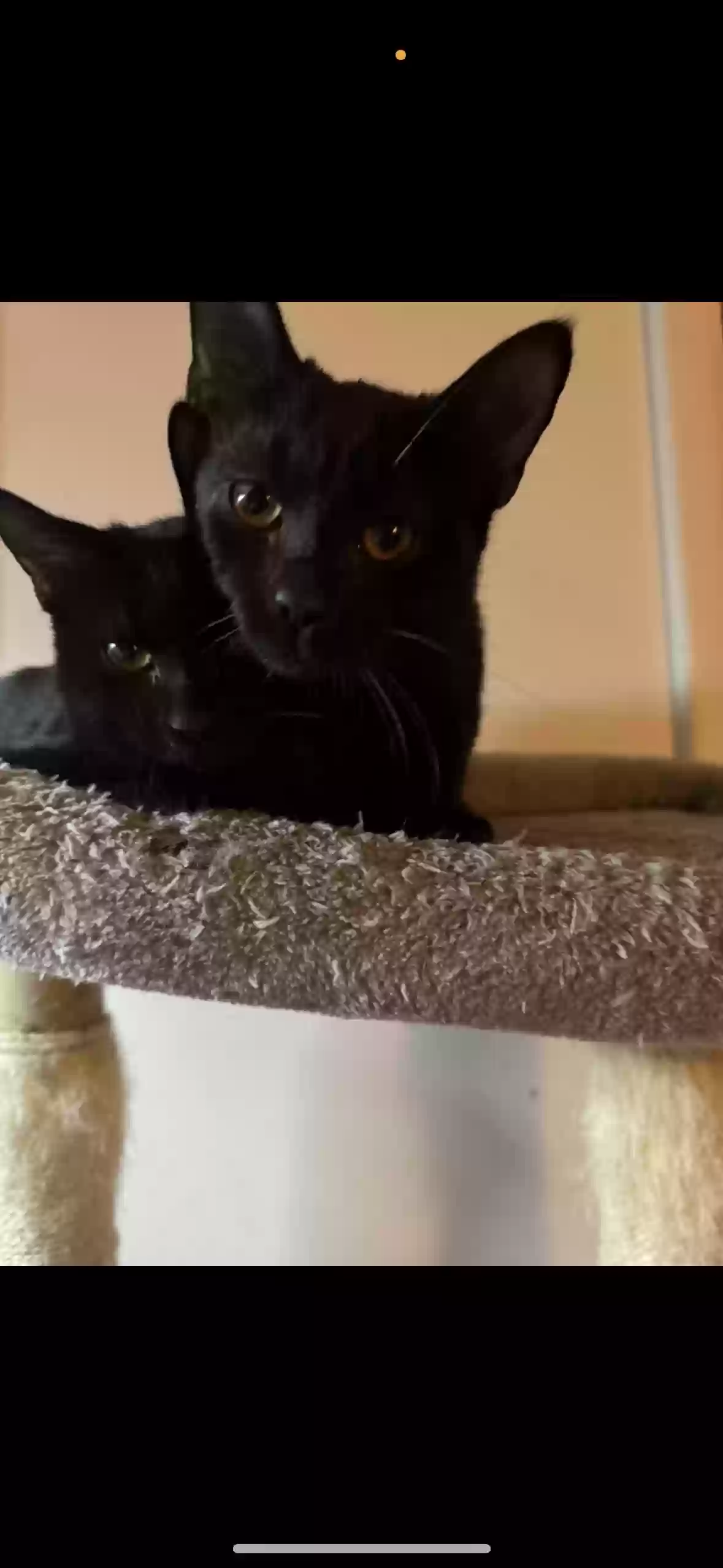 adoptable Cat in Brunswick,OH named Myrtle and Florence