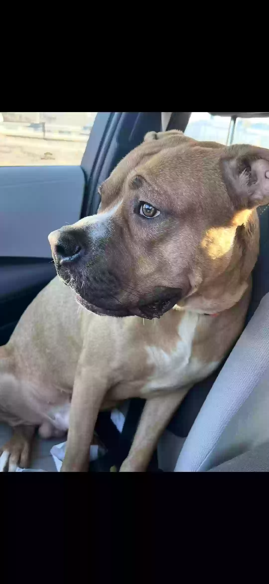 adoptable Dog in Middletown,OH named Vinny