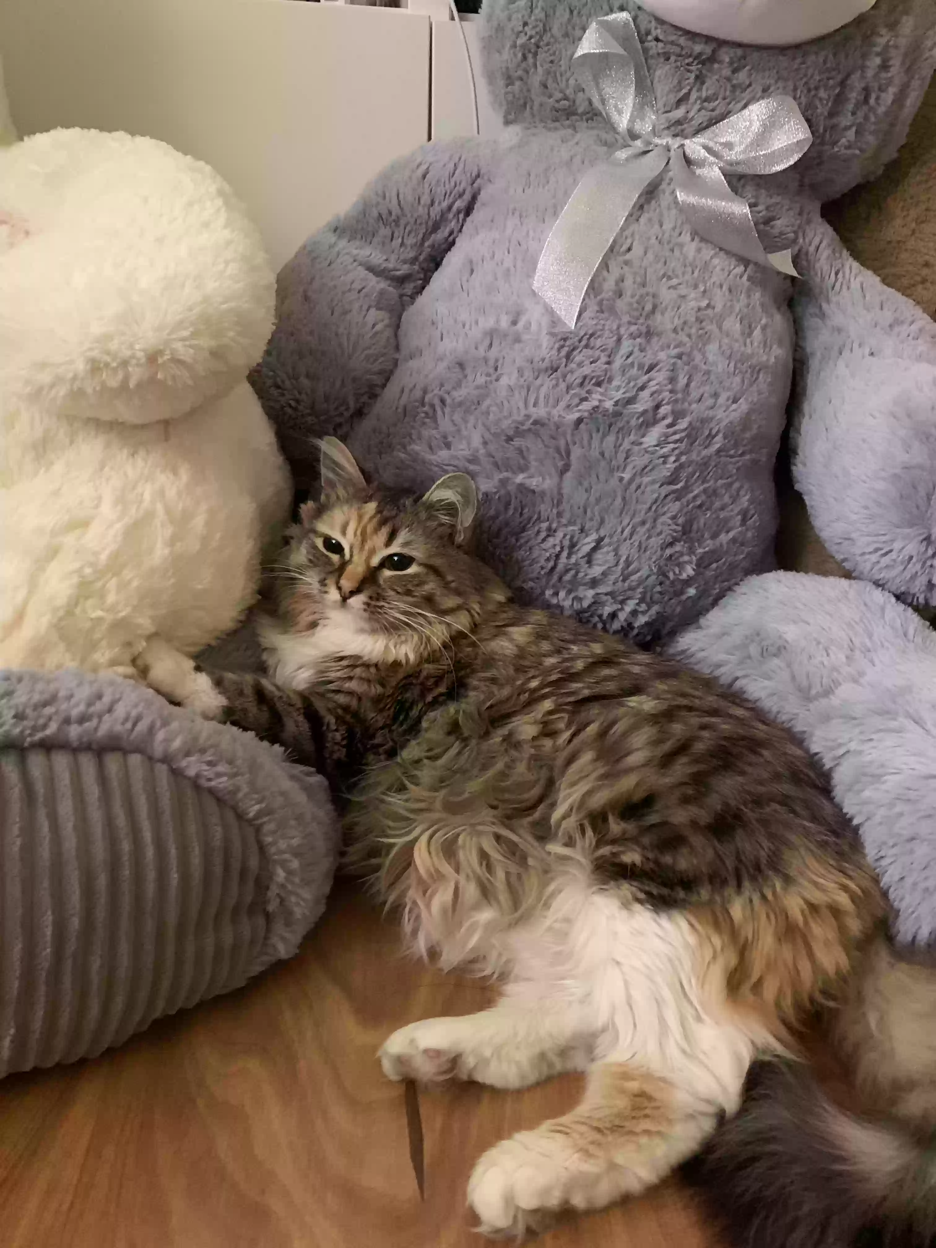 adoptable Cat in Westminster,CA named Kitty
