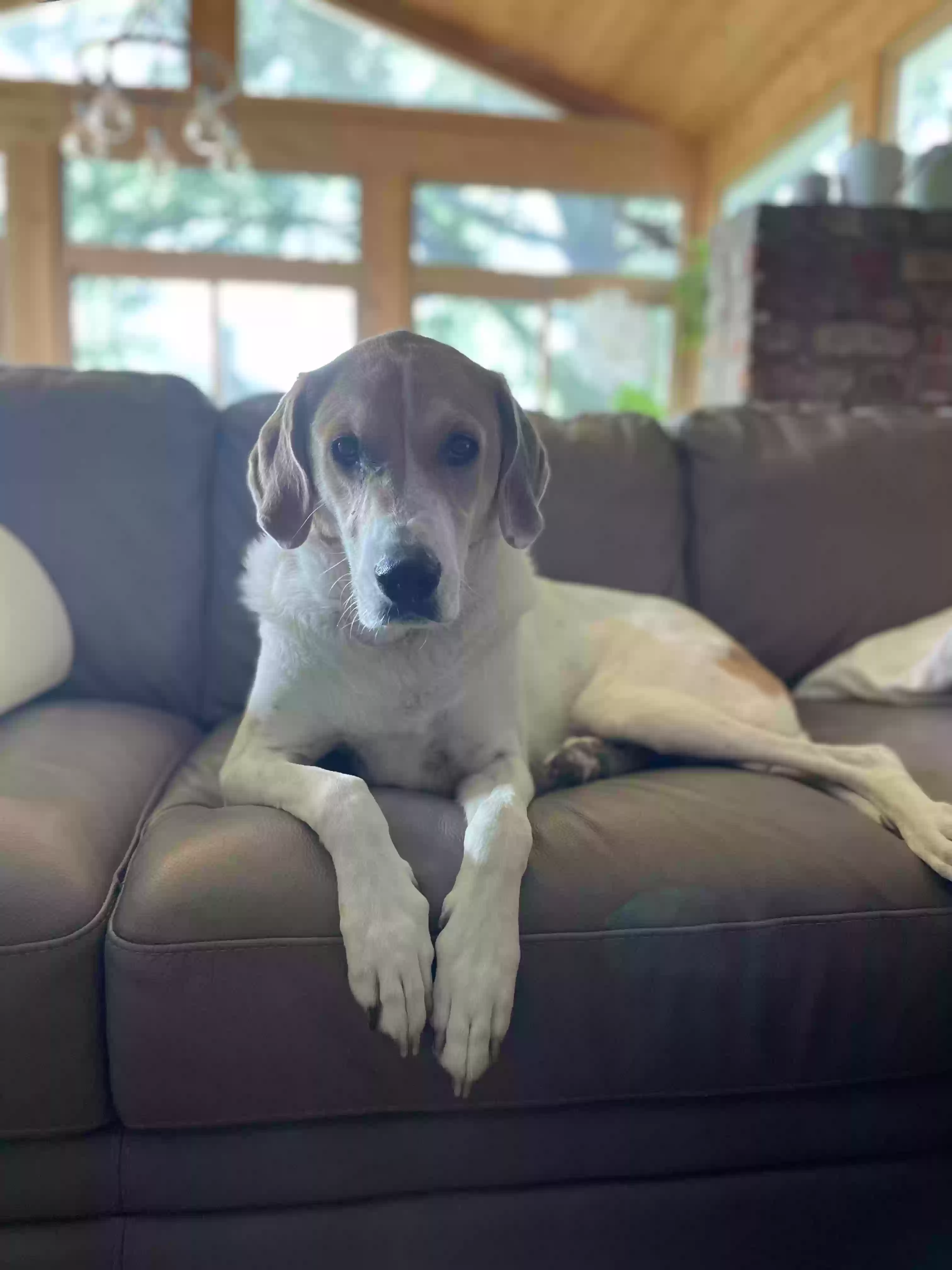 adoptable Dog in Loveland,OH named Paige