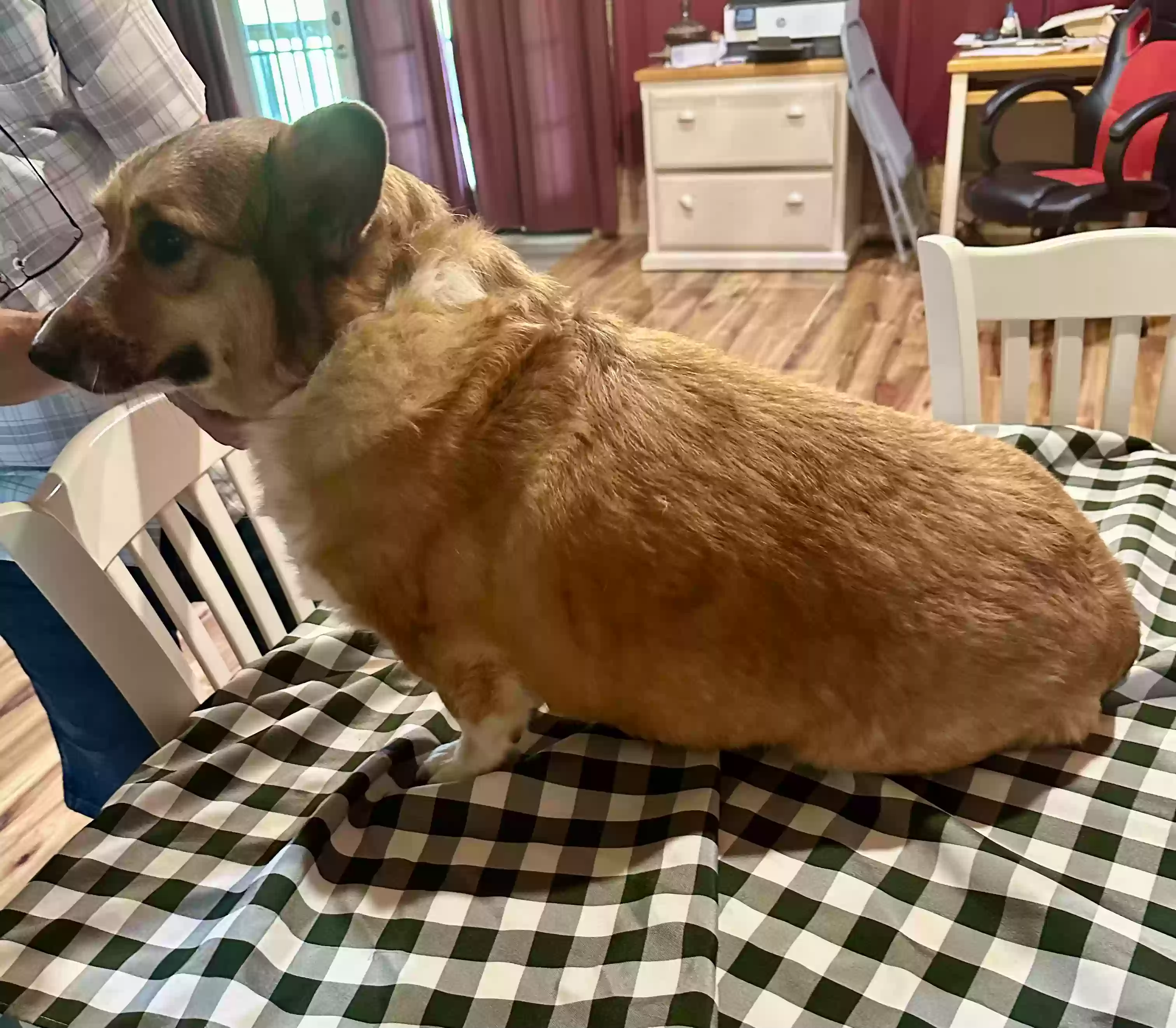 adoptable Dog in Tracy City,TN named Belle