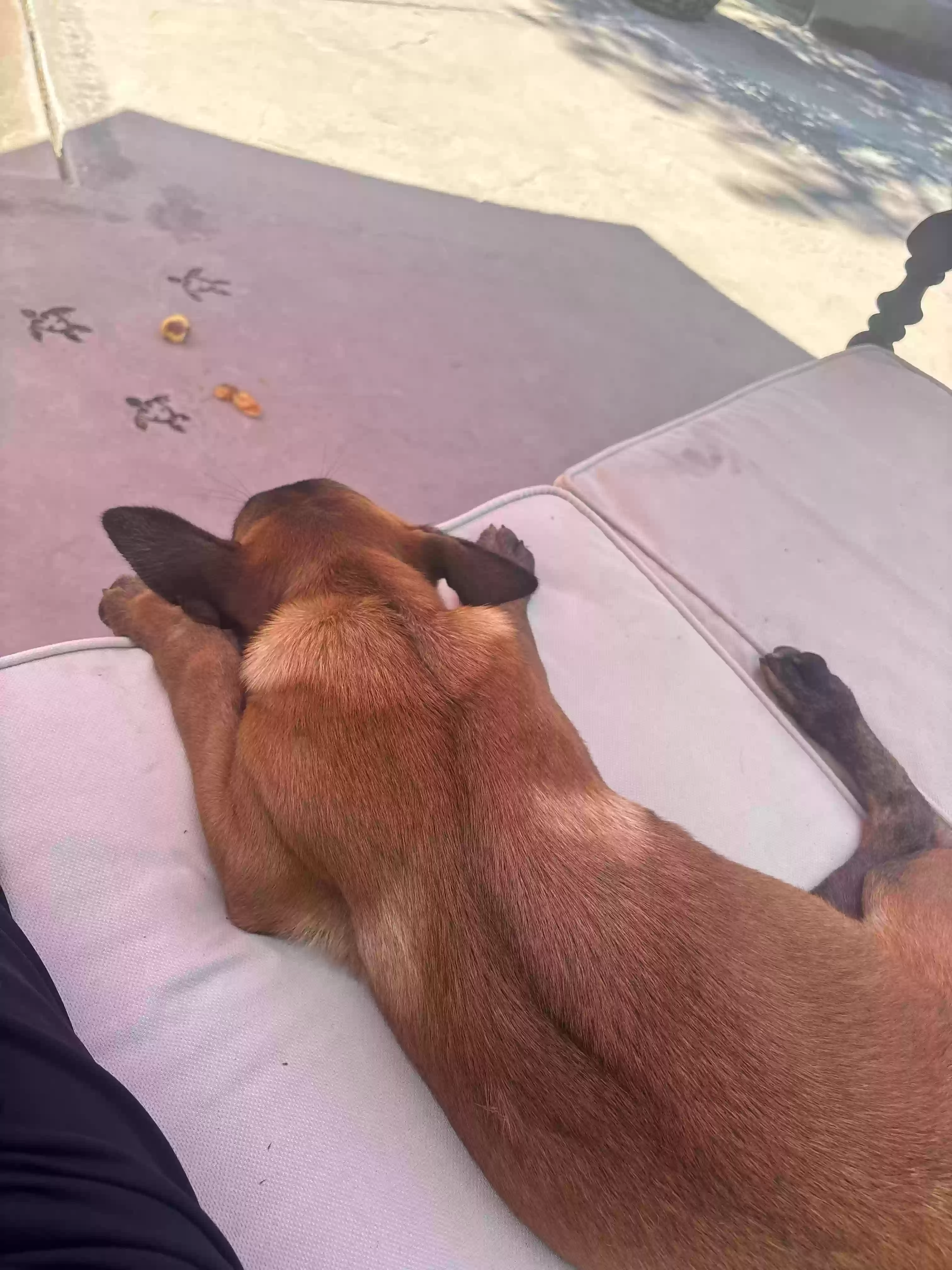 adoptable Dog in Rowland Heights,CA named unknown