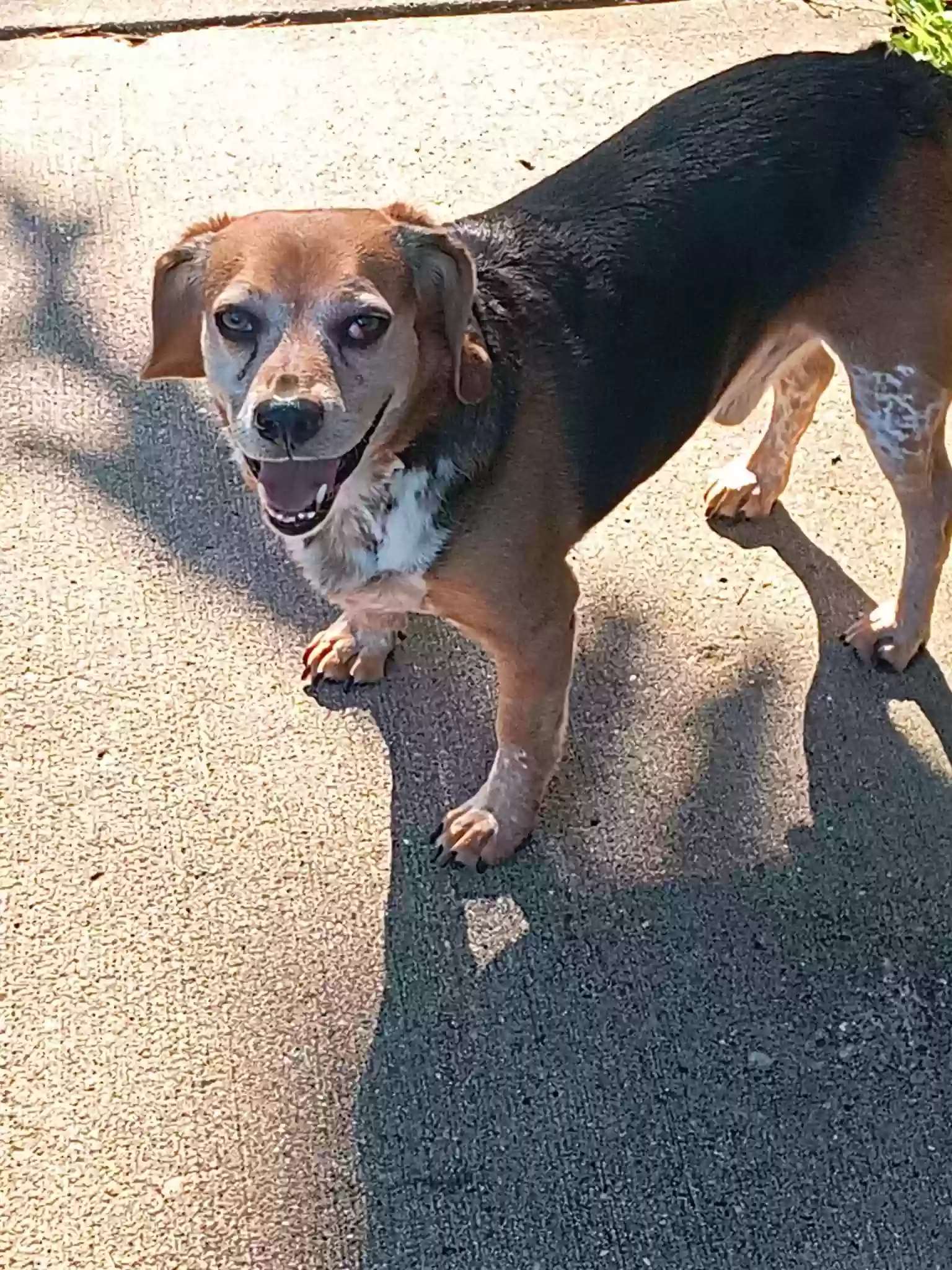 adoptable Dog in Hamilton,OH named Sawyer