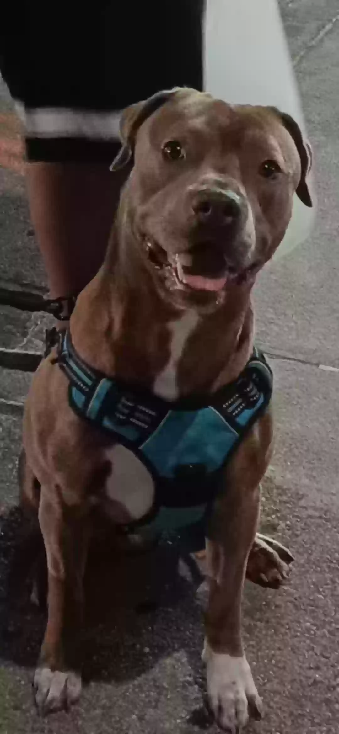 adoptable Dog in Brooklyn,NY named Ecko