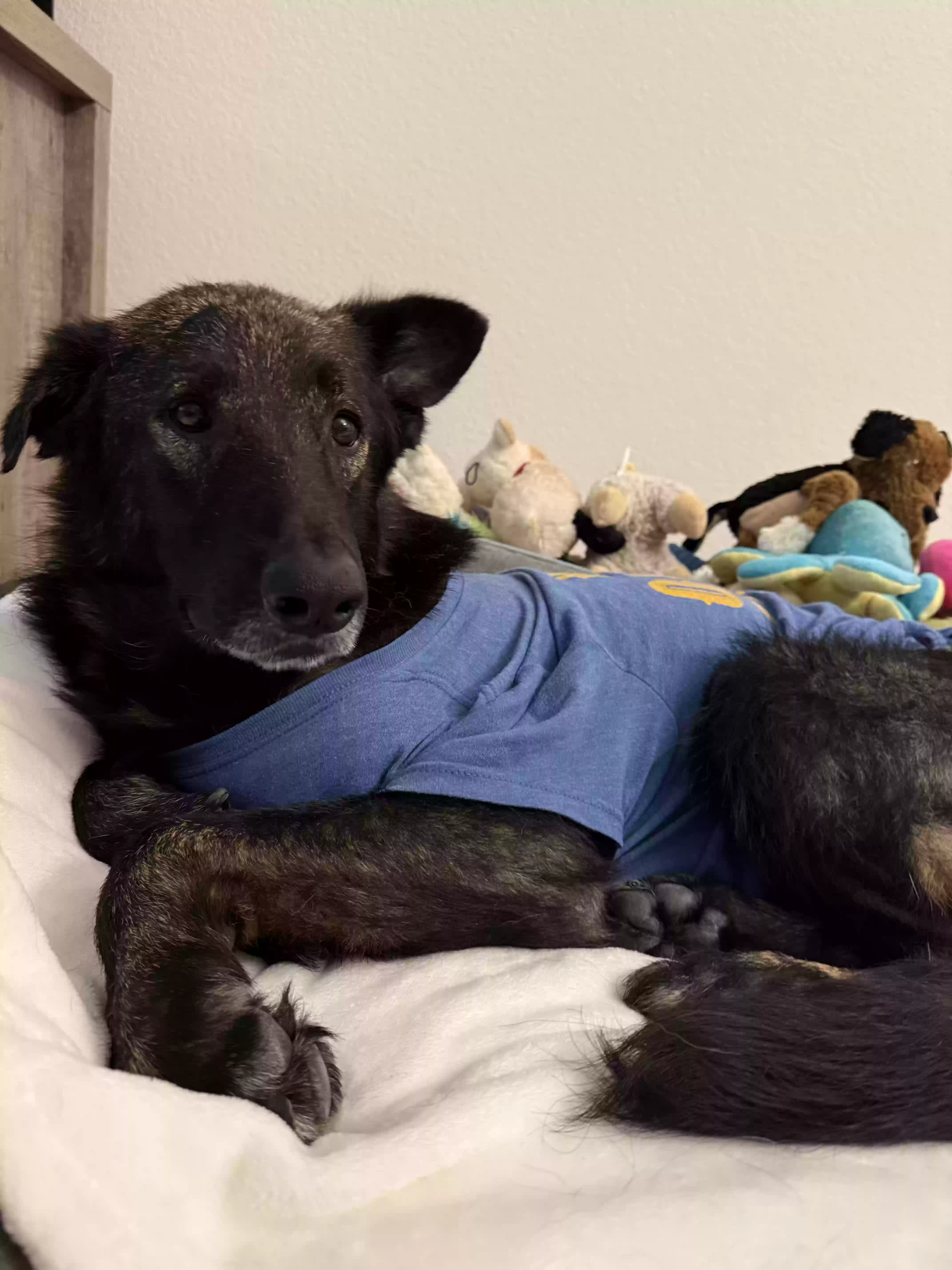 adoptable Dog in Denton,TX named Bobo