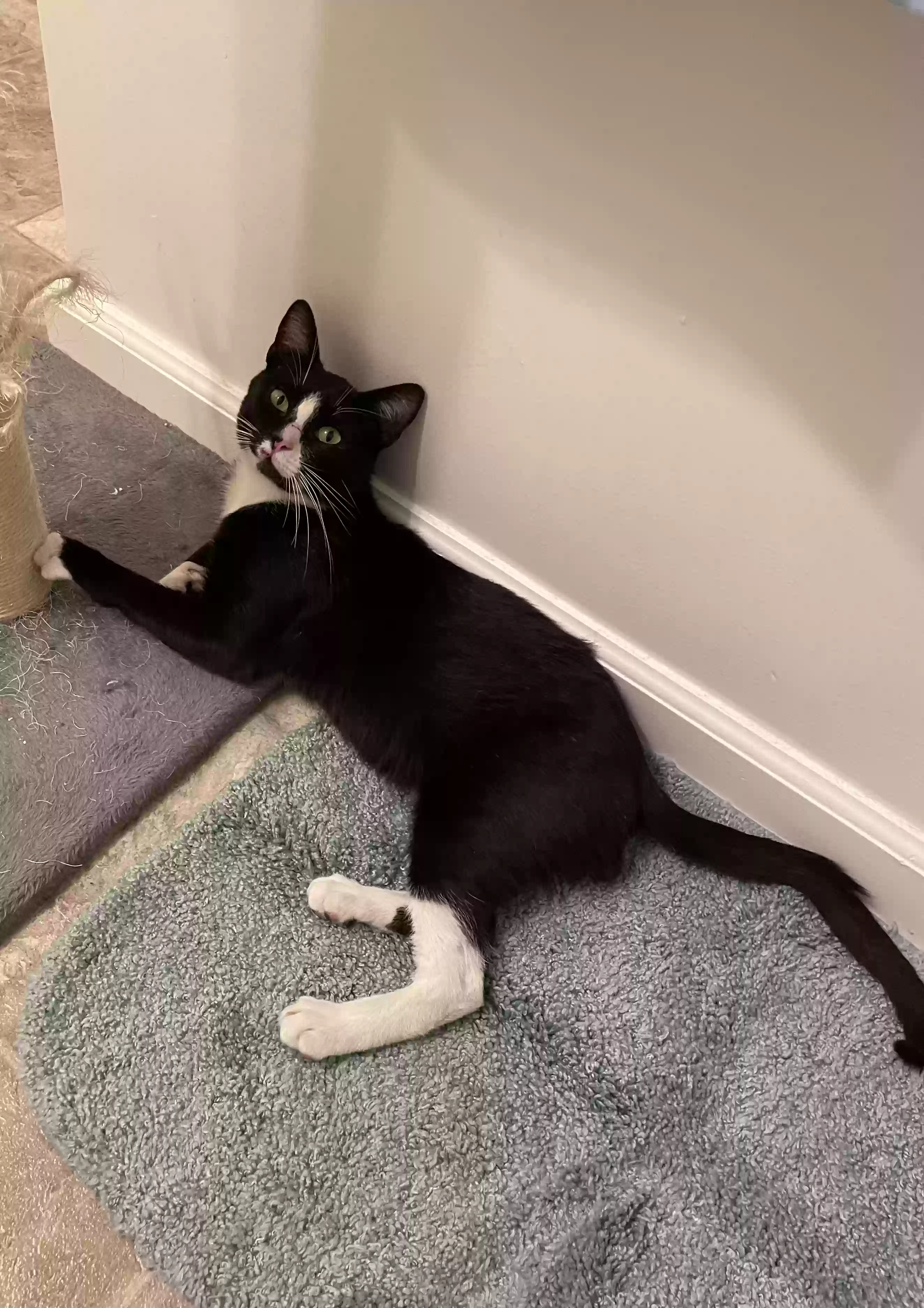adoptable Cat in Sierra Madre,CA named Mars