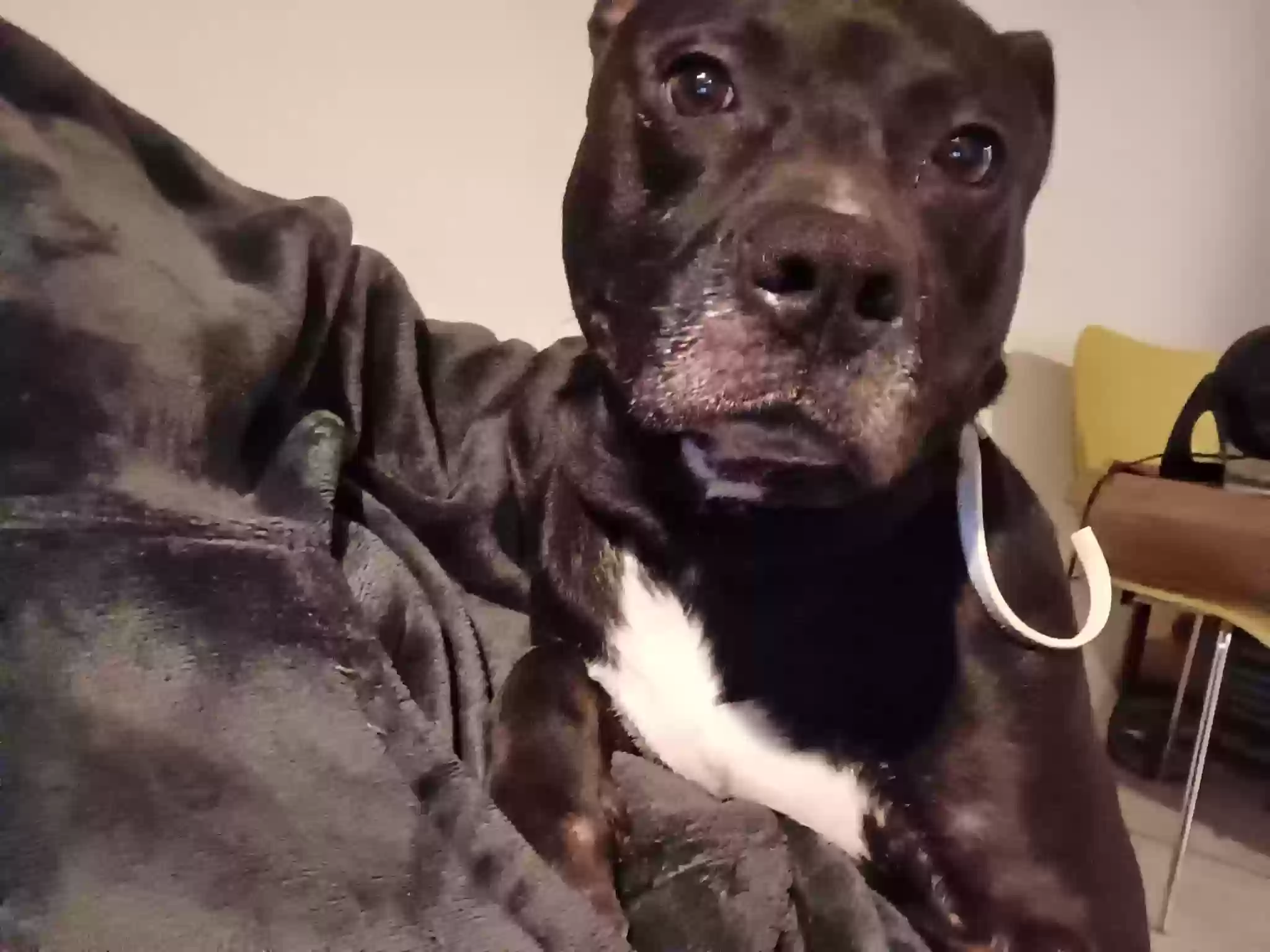 adoptable Dog in Jamaica,NY named Archie
