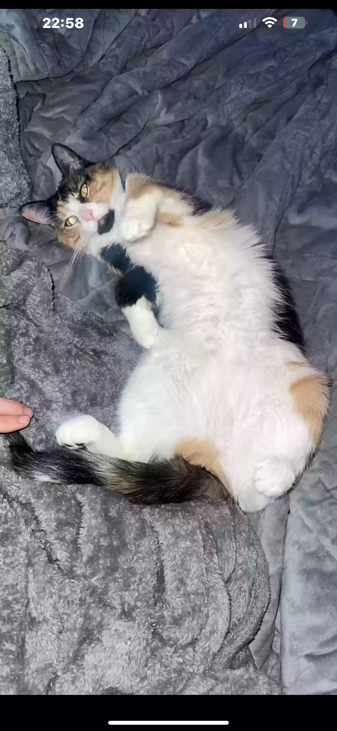 adoptable Cat in Cincinnati,OH named Mila