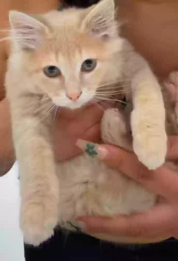 adoptable Cat in Lithonia,GA named Shiloh