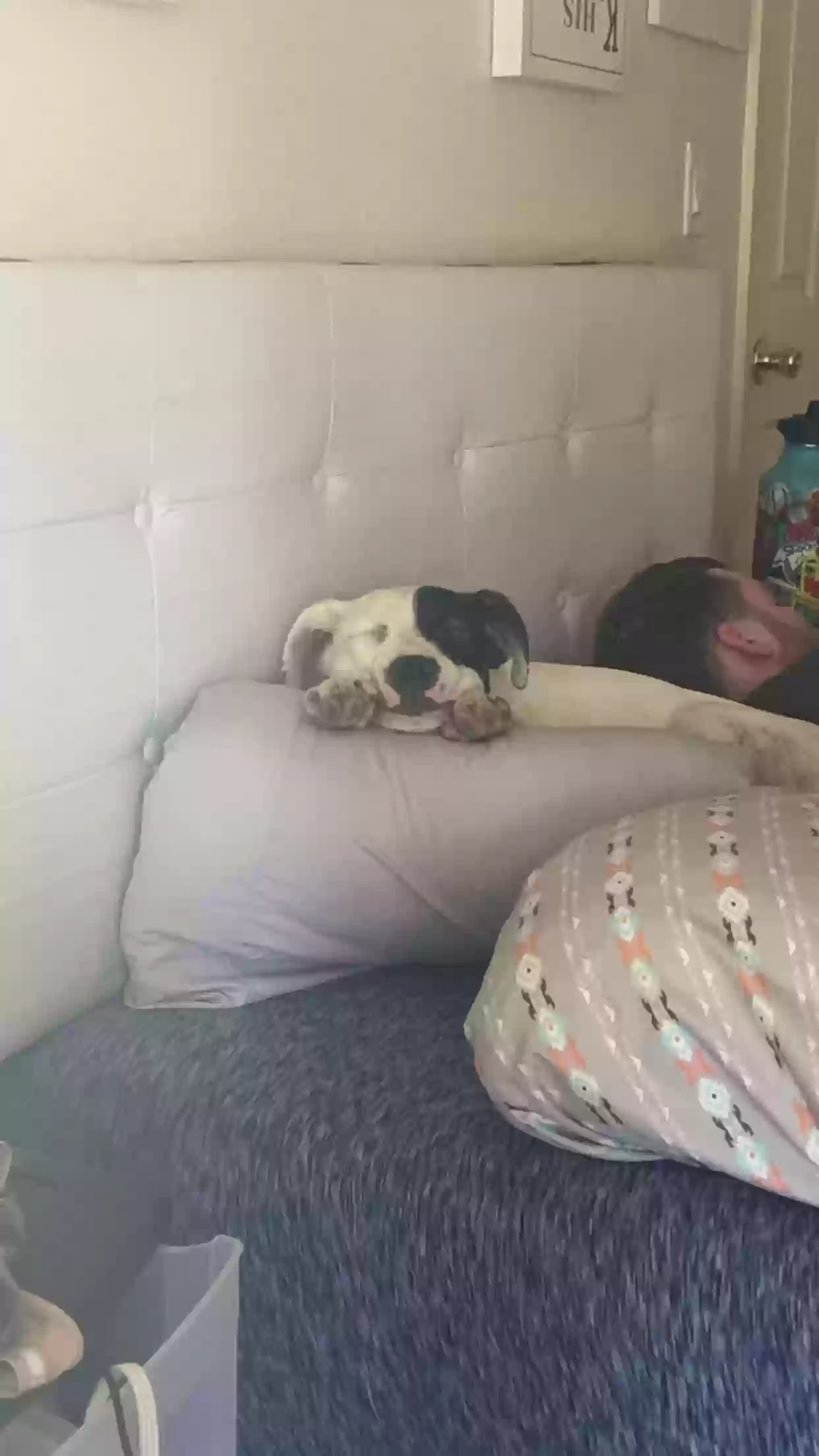 adoptable Dog in Dewey,AZ named Leslie