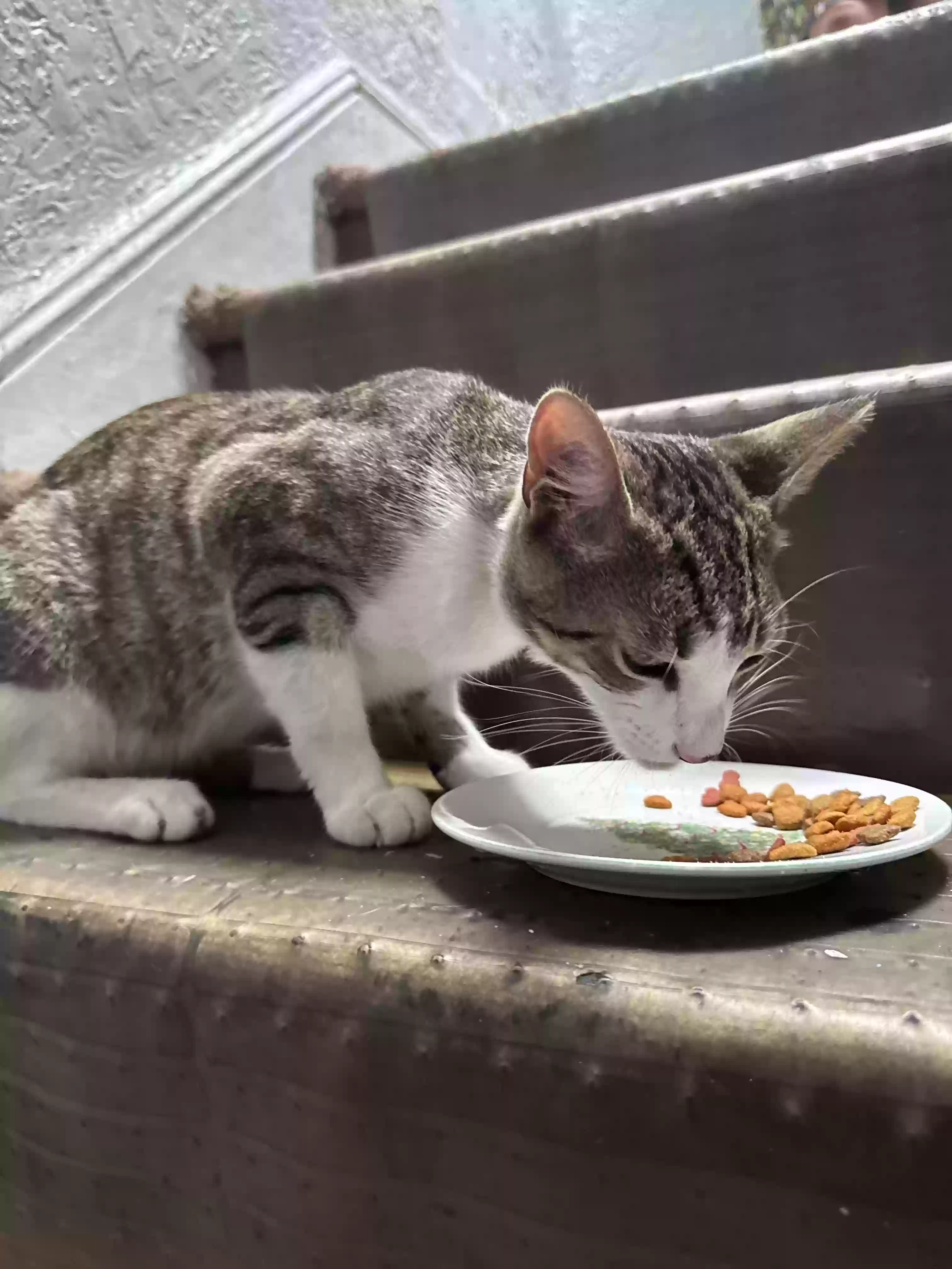 adoptable Cat in Jackson Heights,NY named