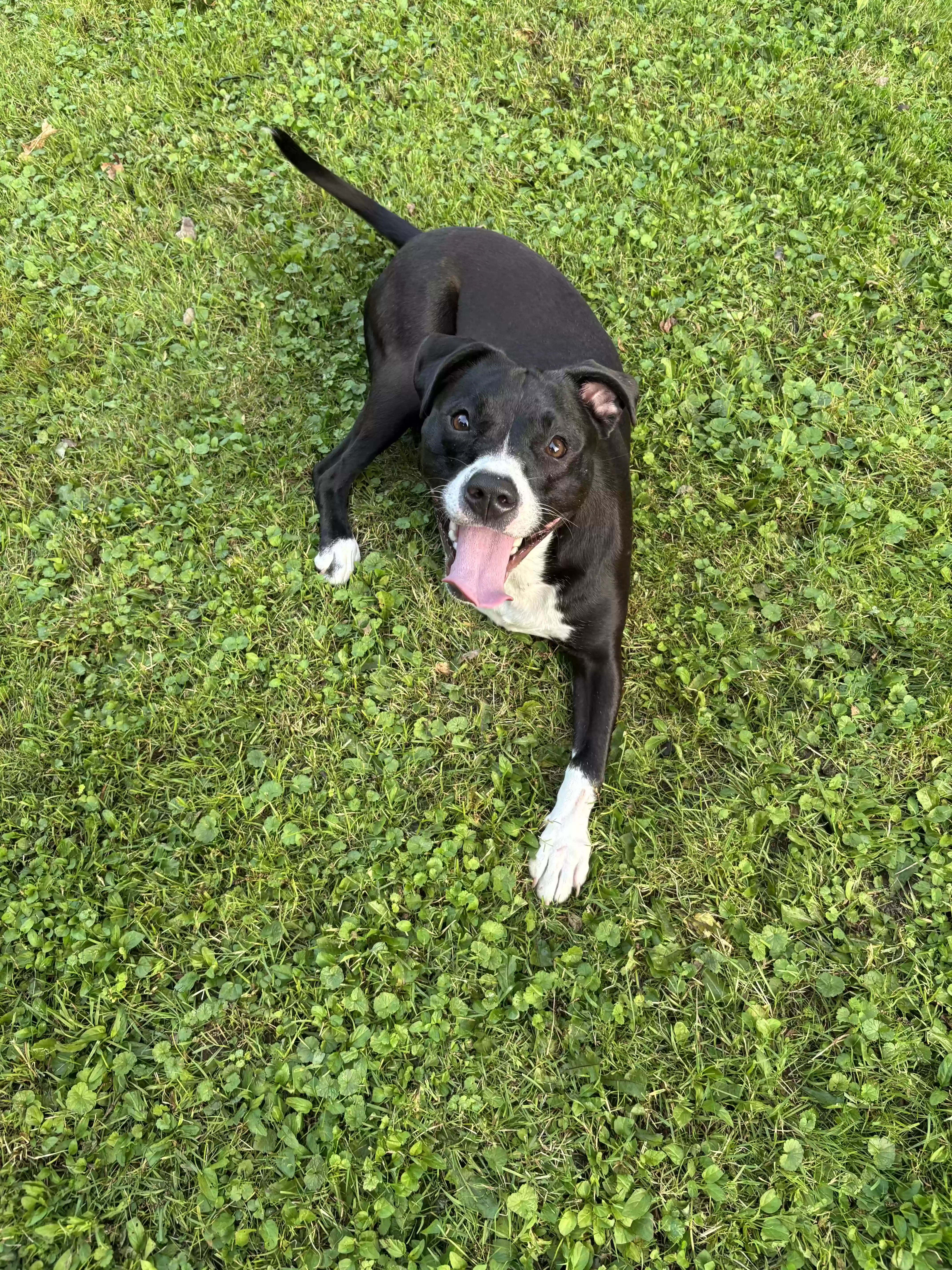 adoptable Dog in Chardon,OH named Lula