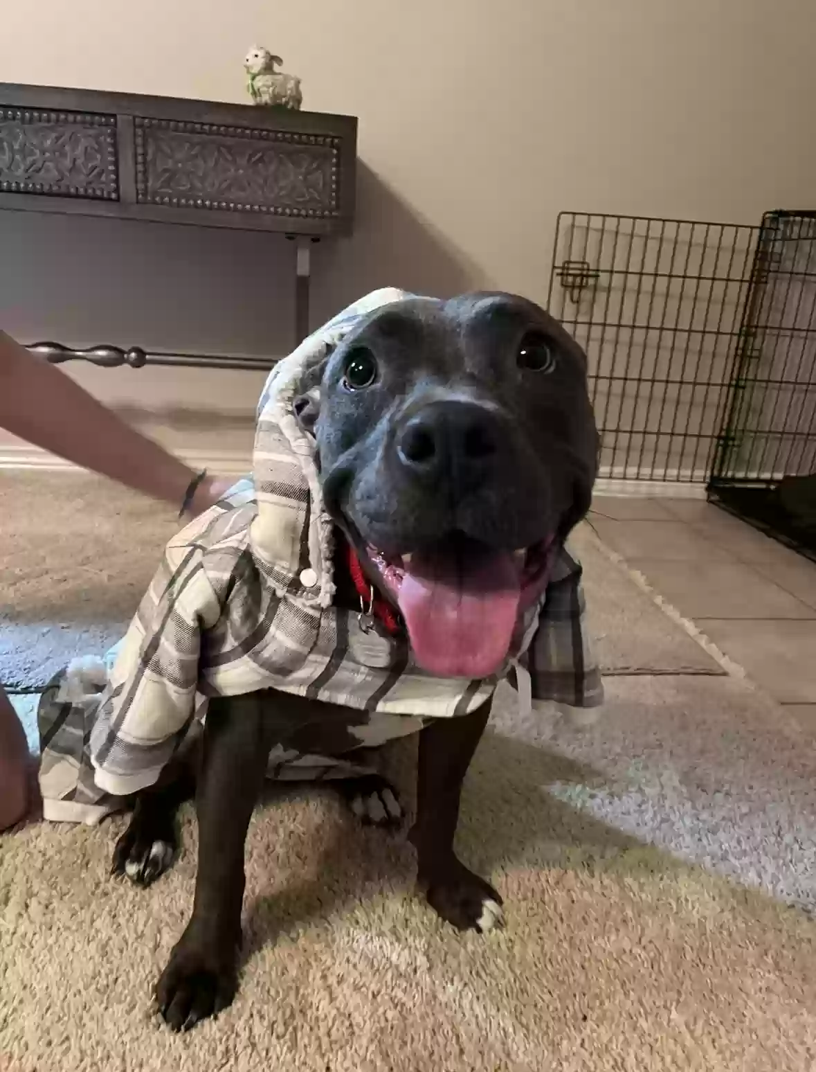 adoptable Dog in Lewisville,TX named Cookie