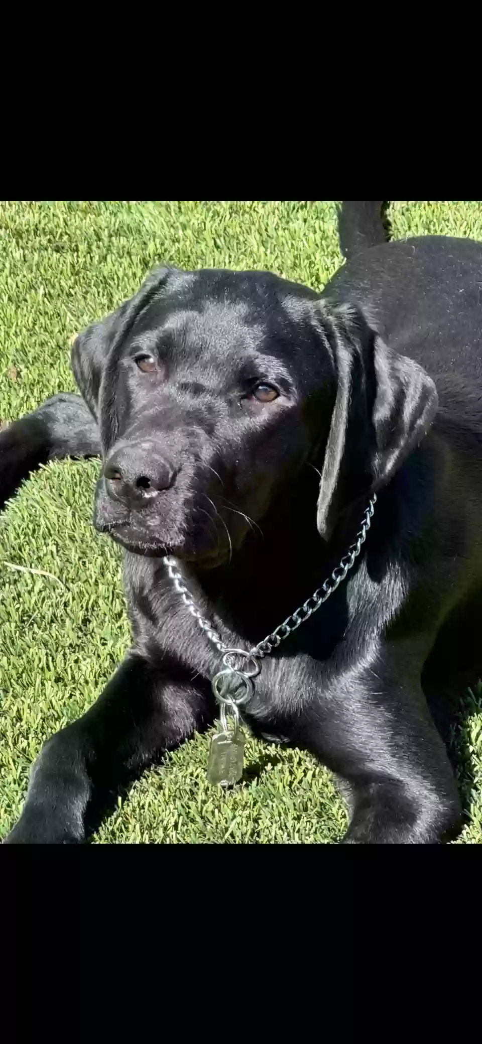adoptable Dog in San Tan Valley,AZ named Remi