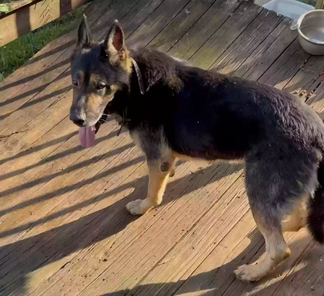adoptable Dog in Clarksville,TN named Brutus
