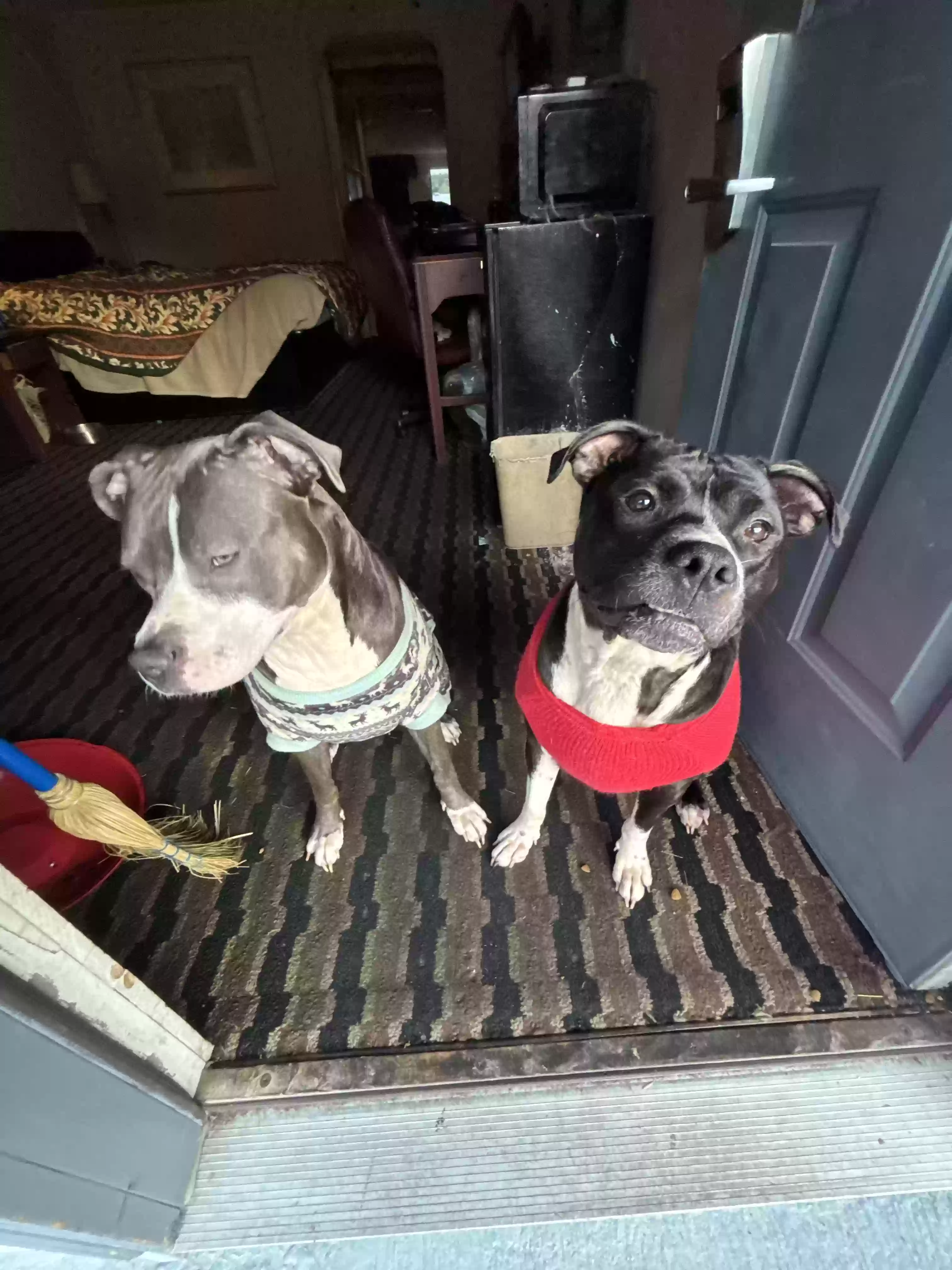 adoptable Dog in Marietta,GA named Loyalty and diamond
