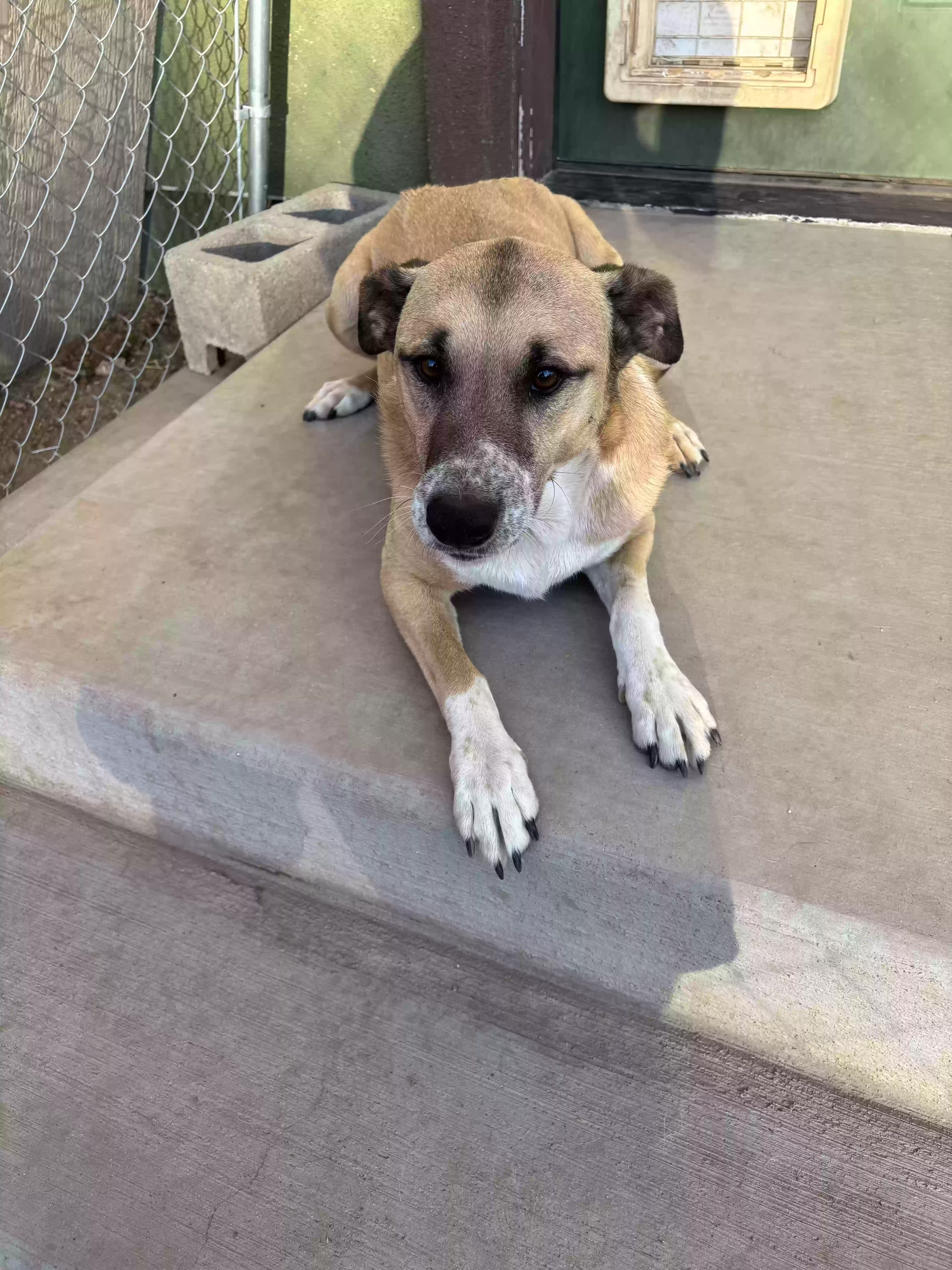 adoptable Dog in Prescott,AZ named Dixie