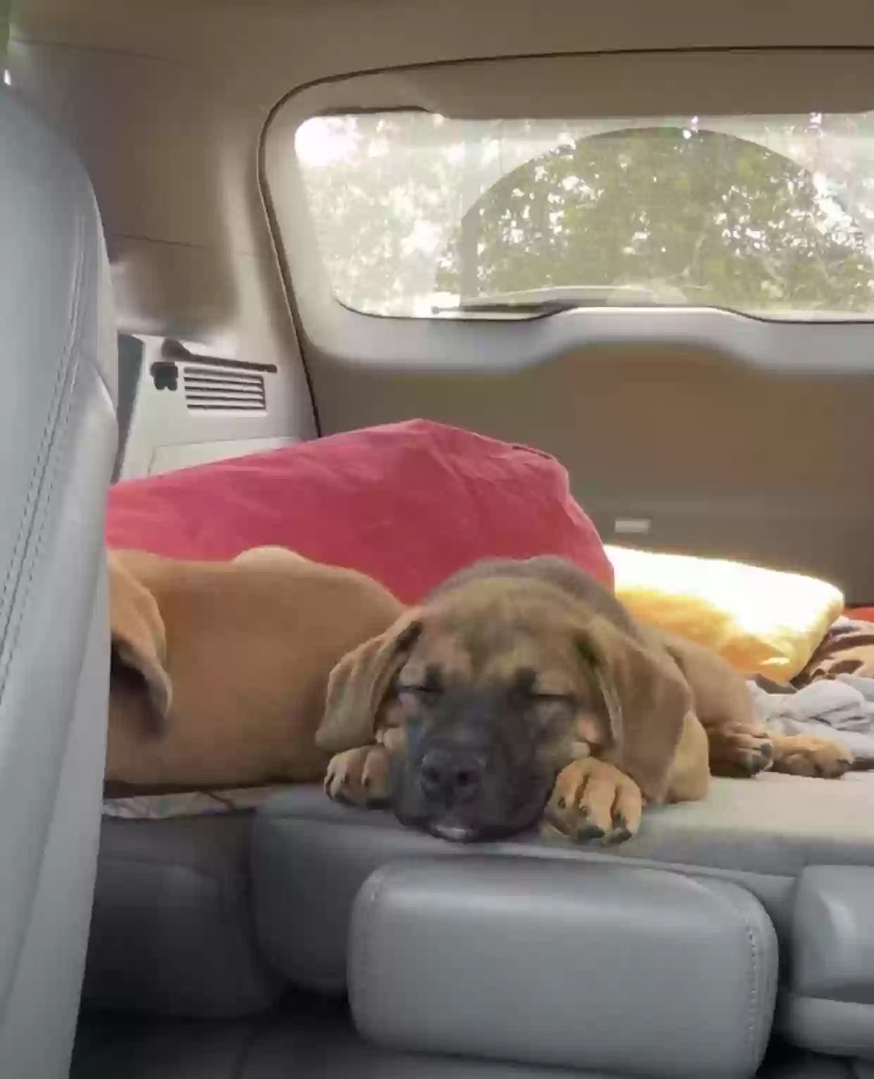 adoptable Dog in Jackson,TN named Argo