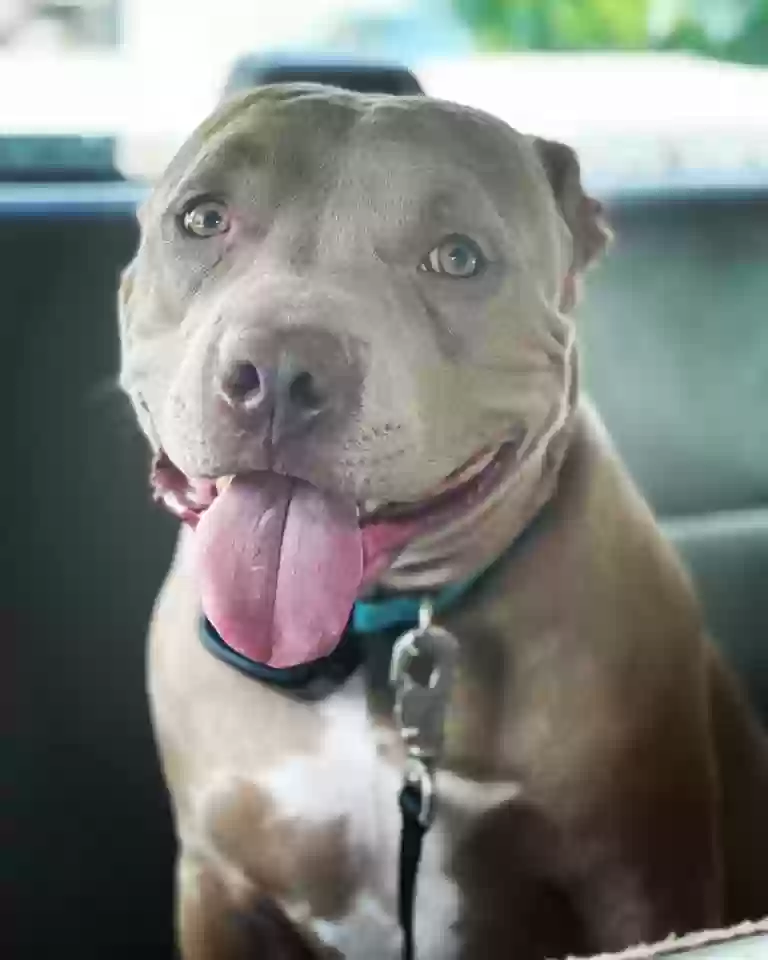 adoptable Dog in Covington,IN named tytan