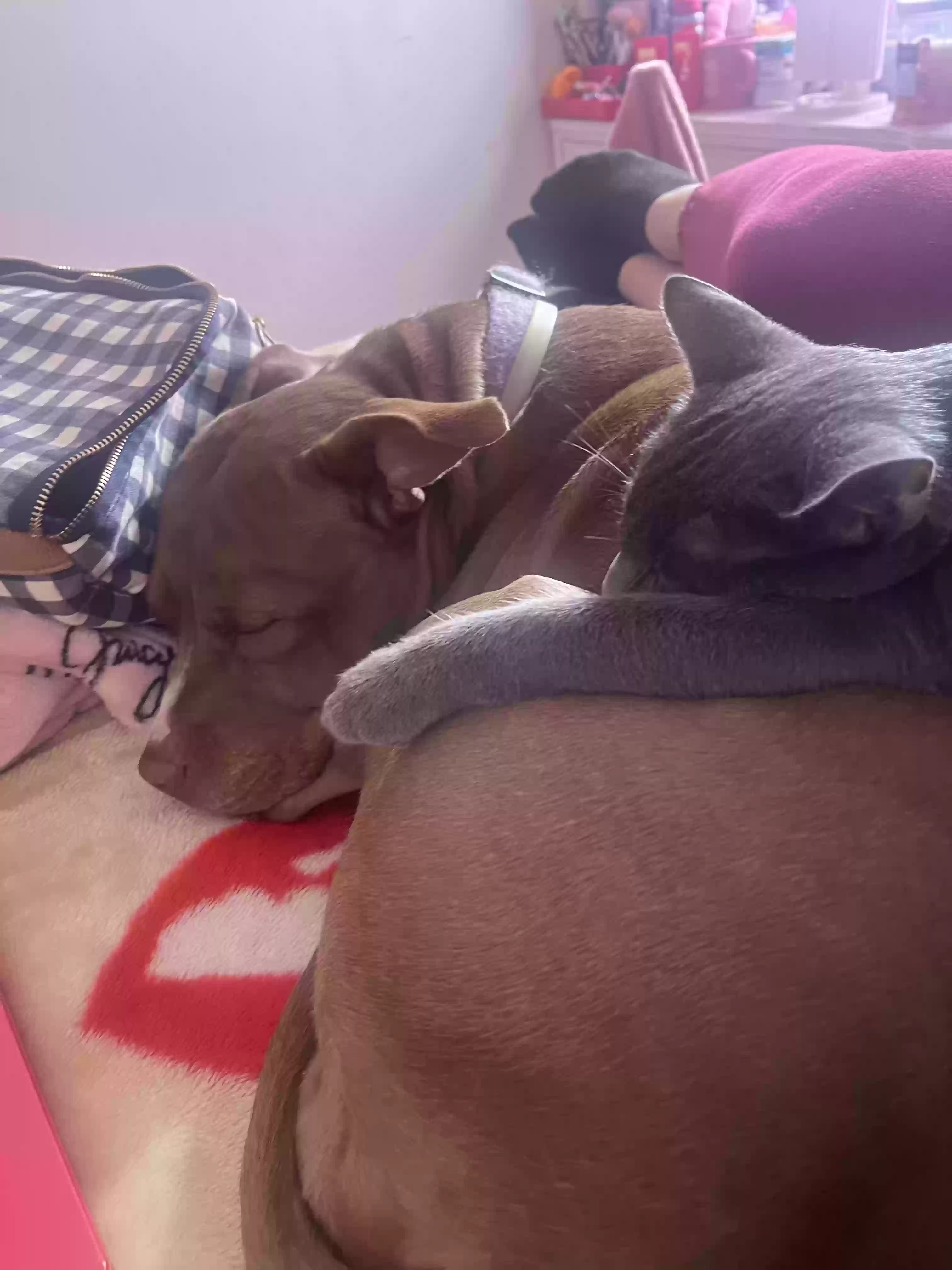 adoptable Dog in Dearborn Heights,MI named Chocolate