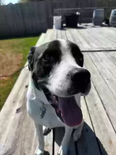 adoptable Dog in Bryan,TX named Eddie