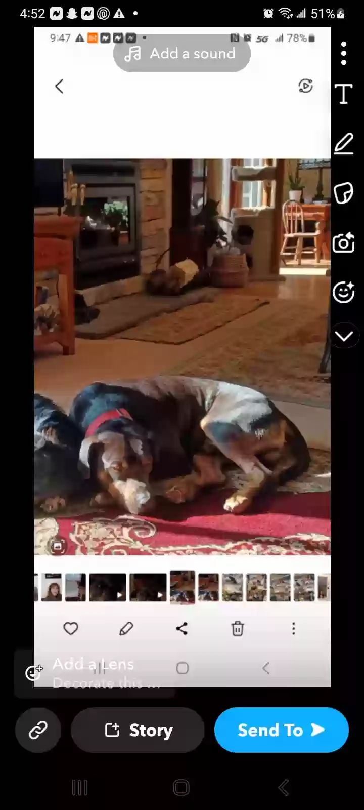adoptable Dog in Centreville,MI named Maveric