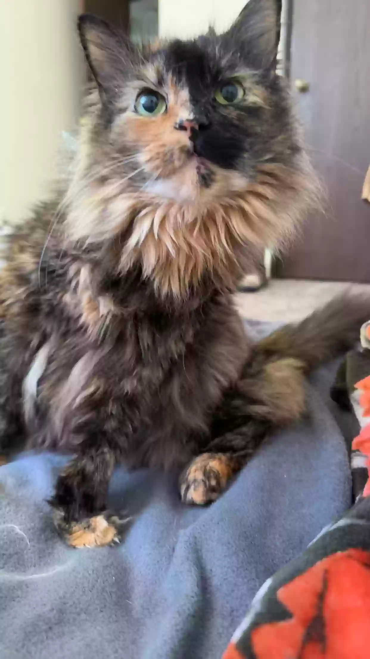 adoptable Cat in Hamilton,OH named Mia