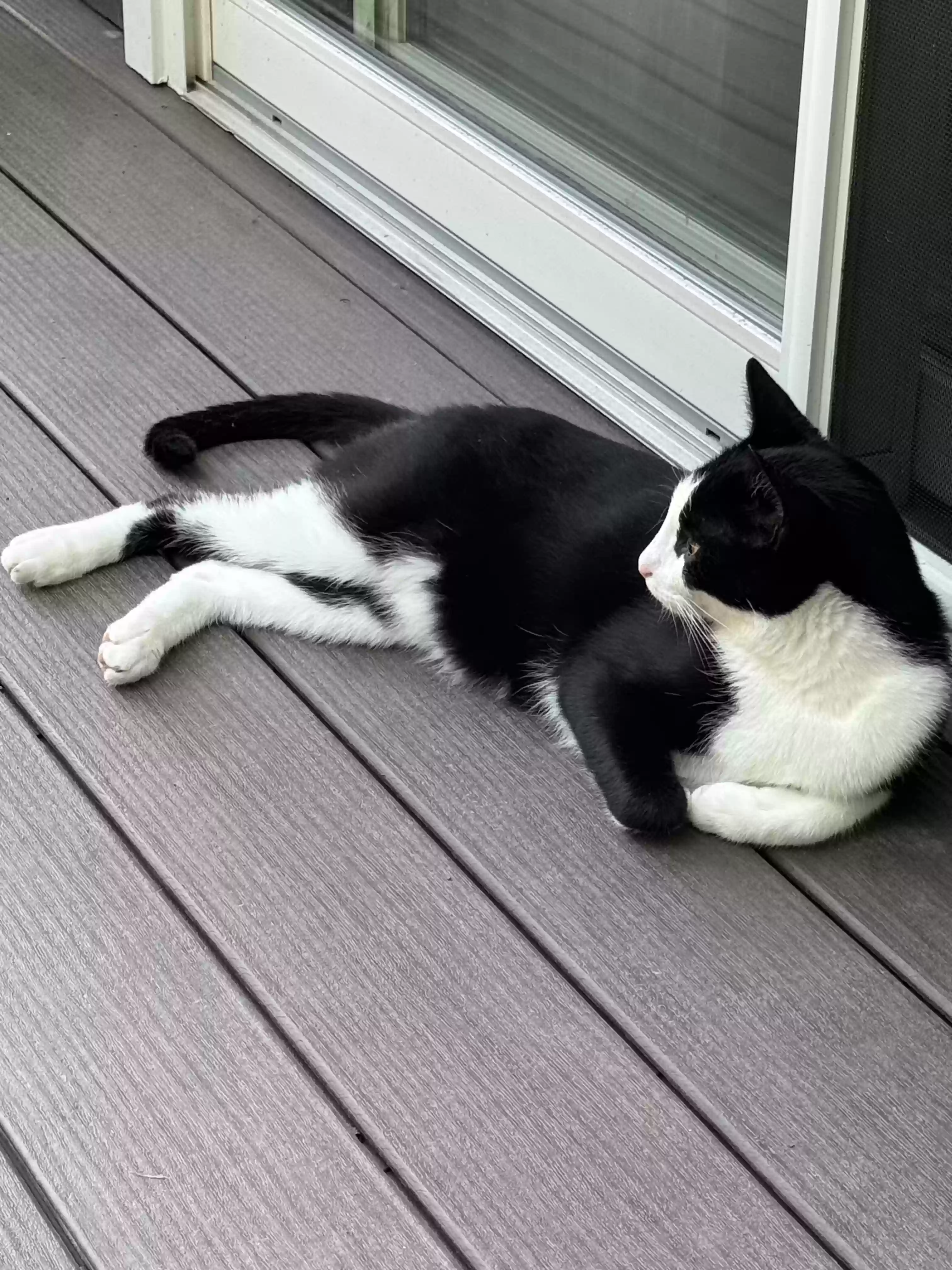 adoptable Cat in Olmsted Falls,OH named Unknown
