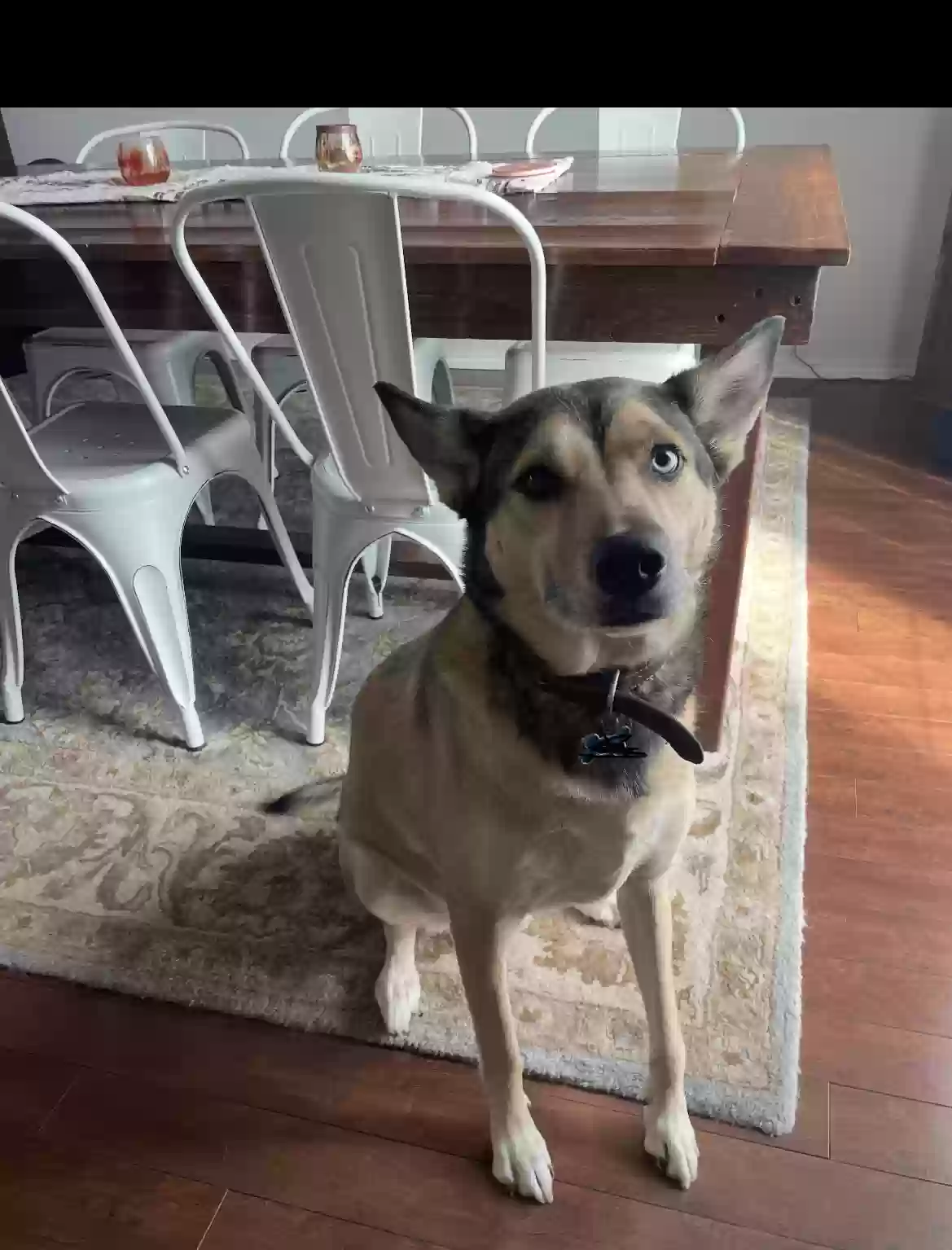adoptable Dog in San Antonio,TX named Skyla