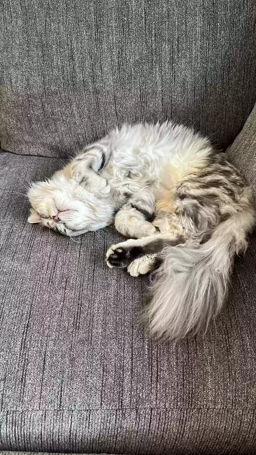 adoptable Cat in New Rochelle,NY named Pepper