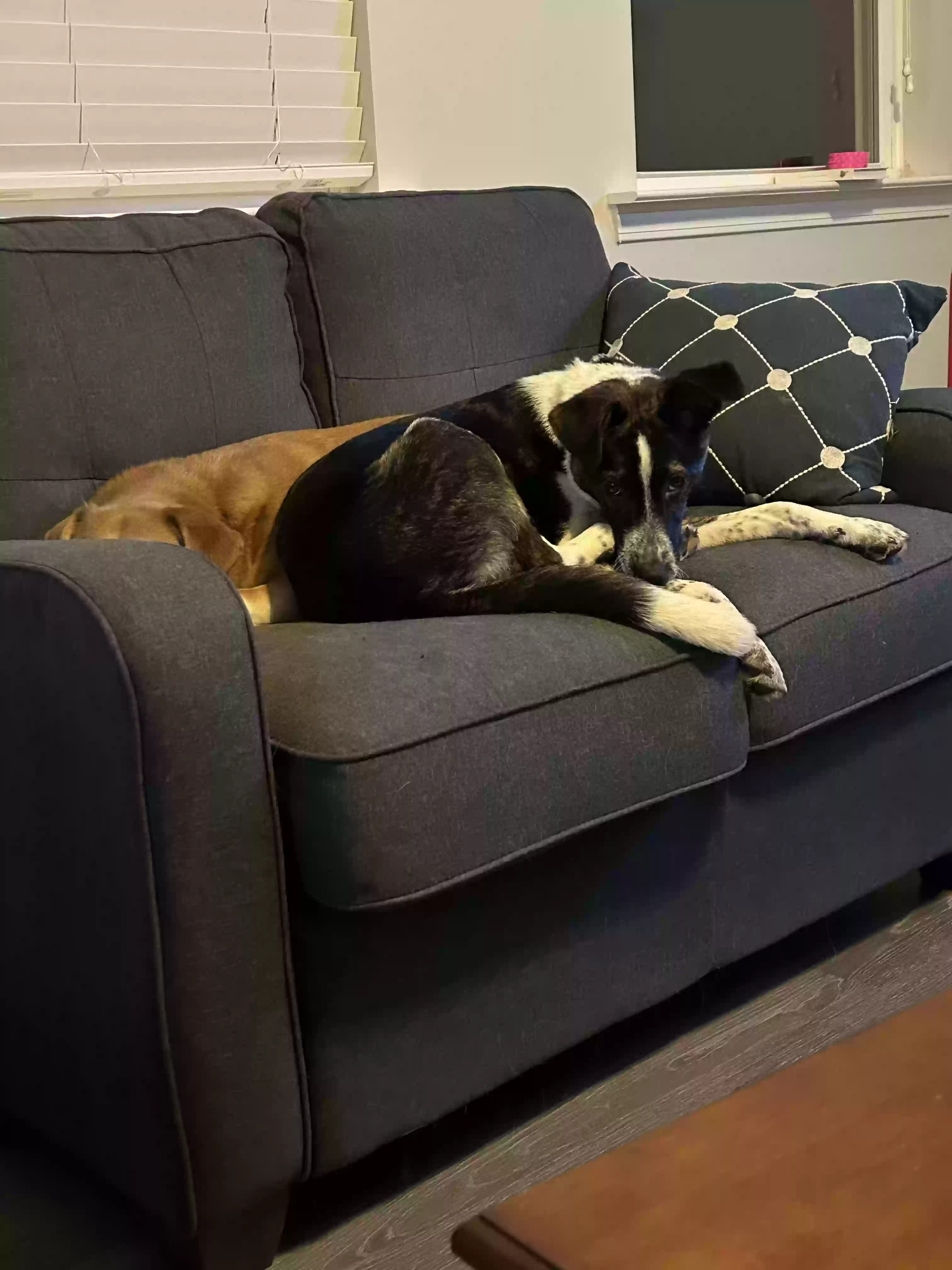 adoptable Dog in Dallas,GA named Peach