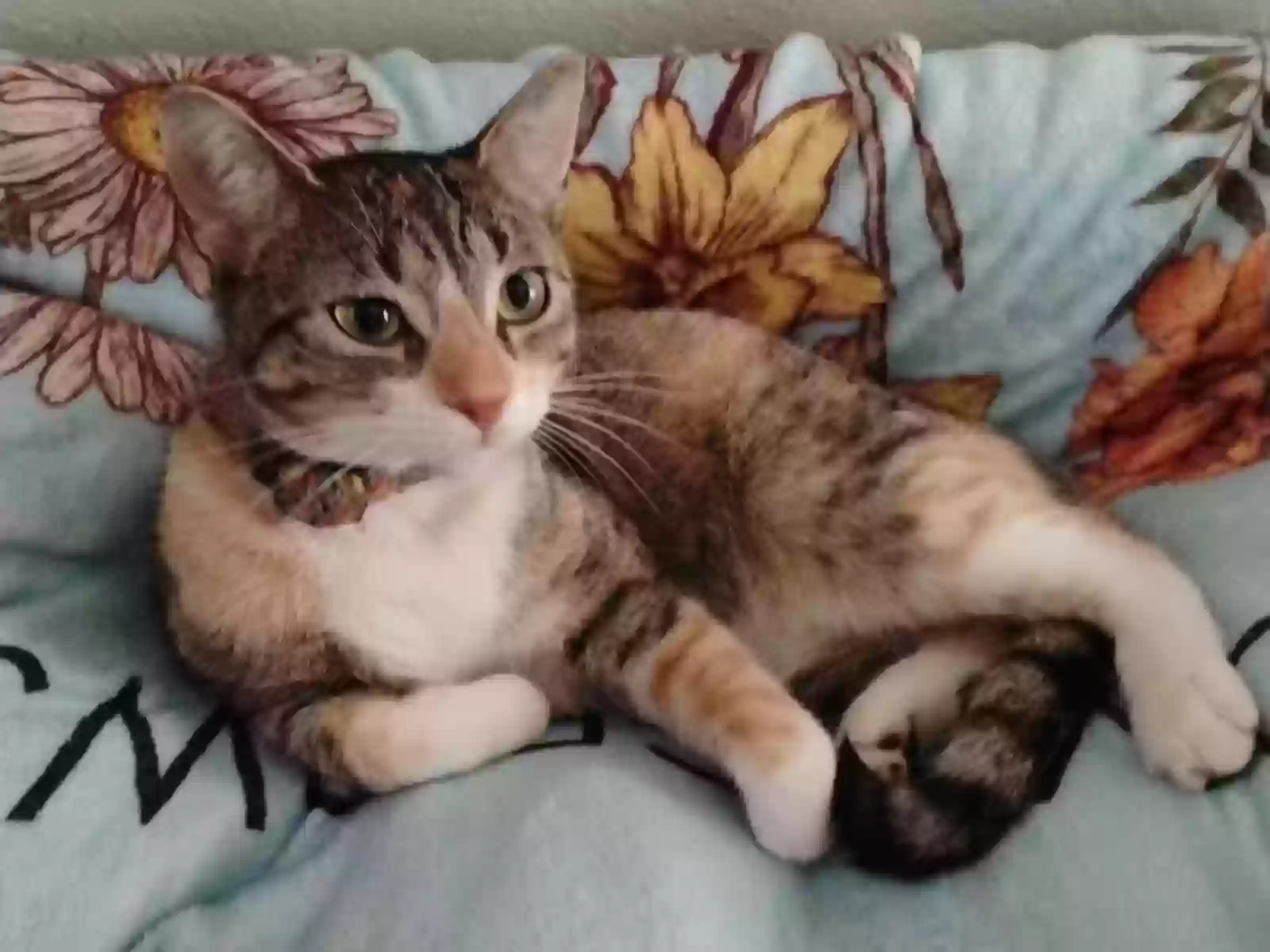 adoptable Cat in Pasadena,TX named Cloe