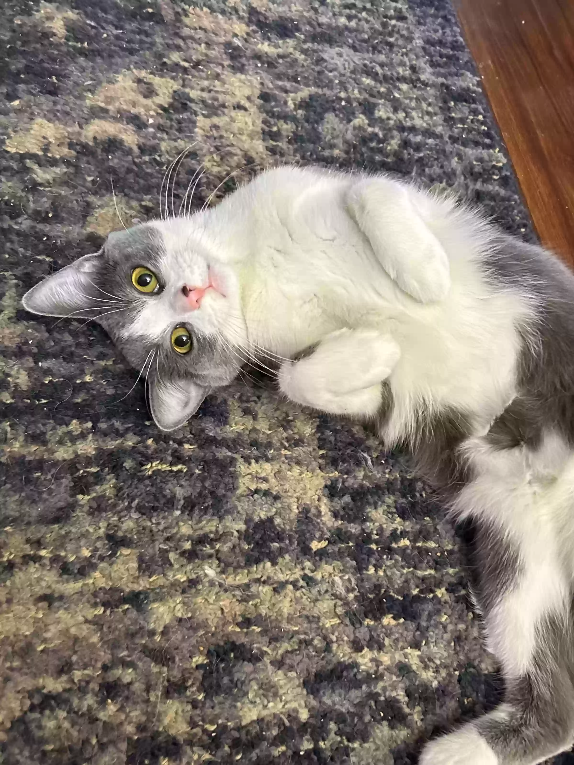 adoptable Cat in Milford,OH named Twilight Sparkle
