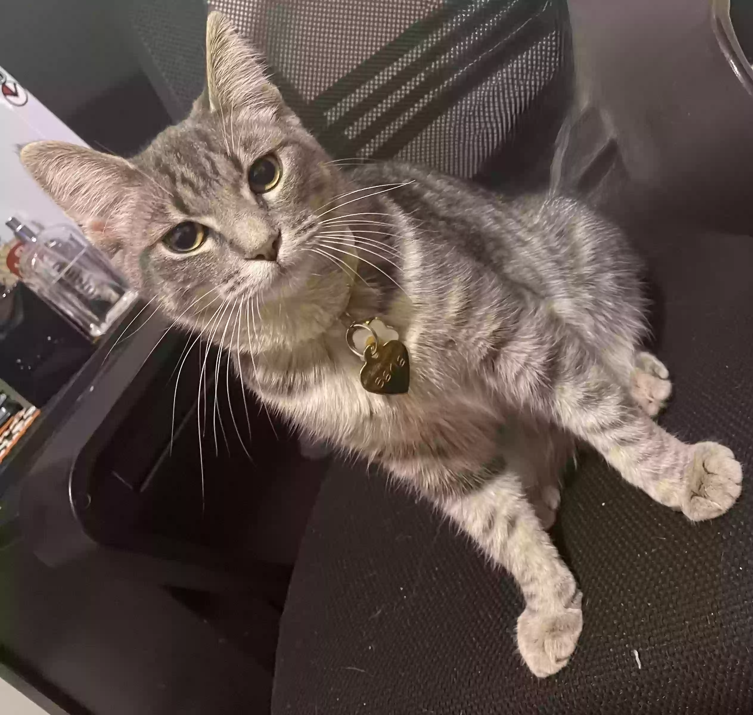 adoptable Cat in Crown Point,IN named Saria