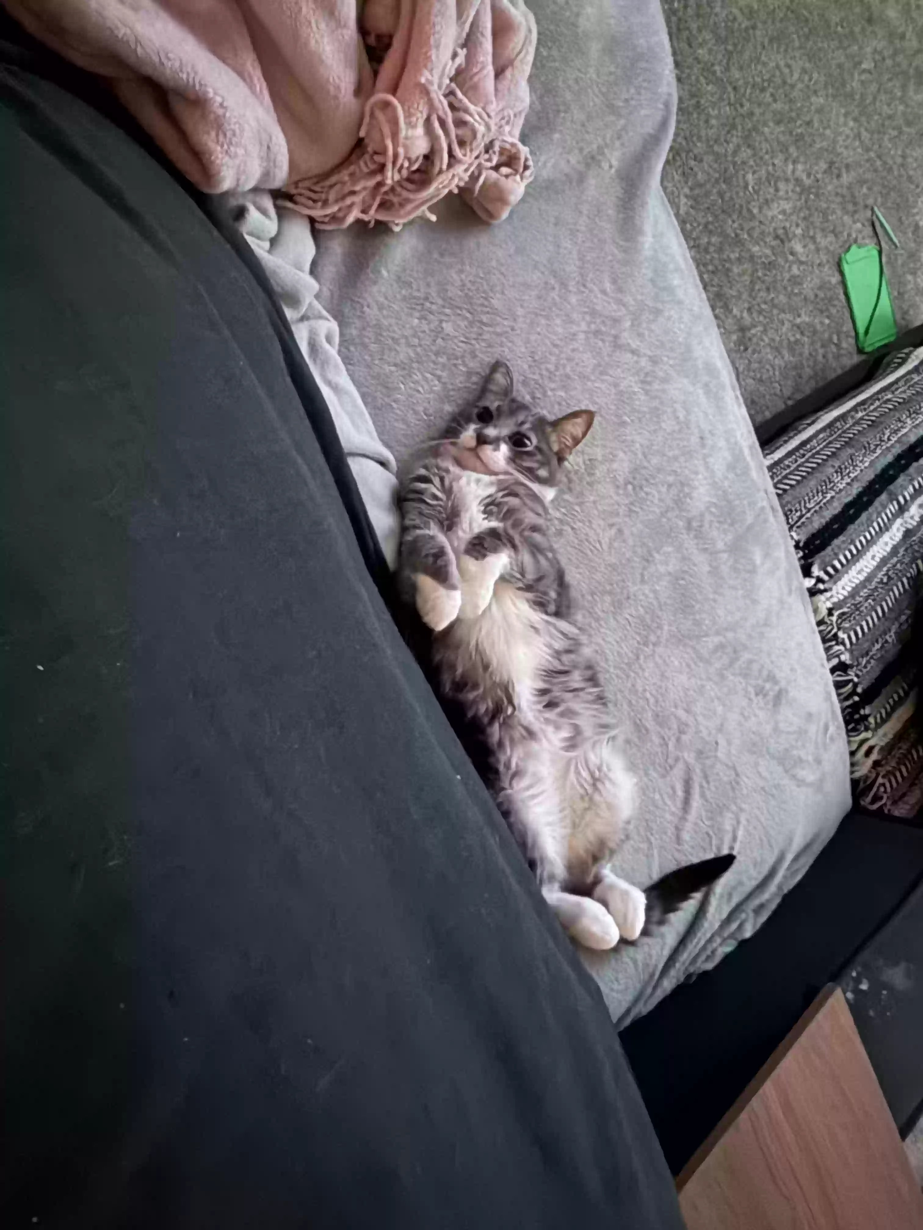 adoptable Cat in Crown Point,IN named Tuesday