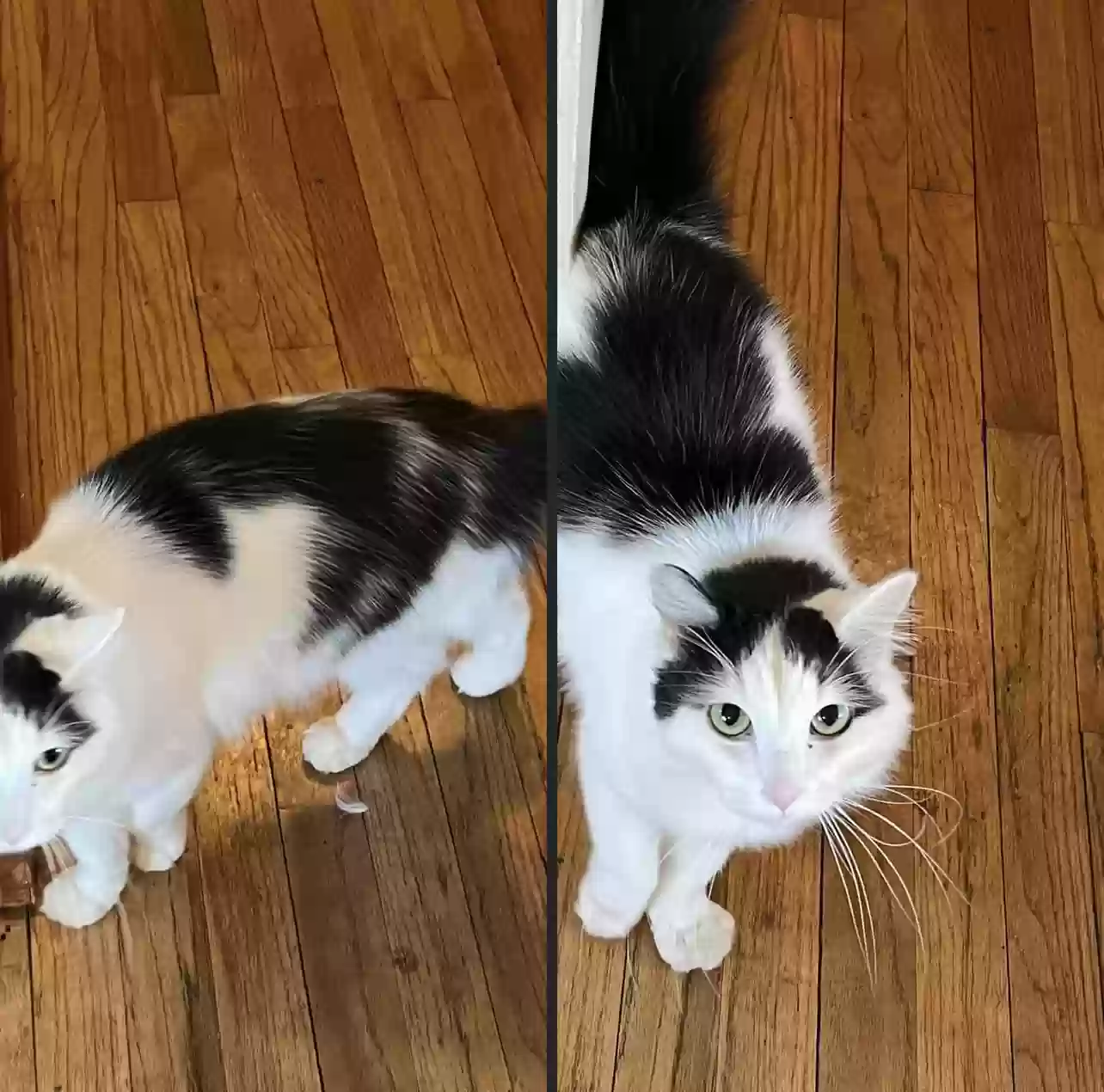 adoptable Cat in Valparaiso,IN named McGee