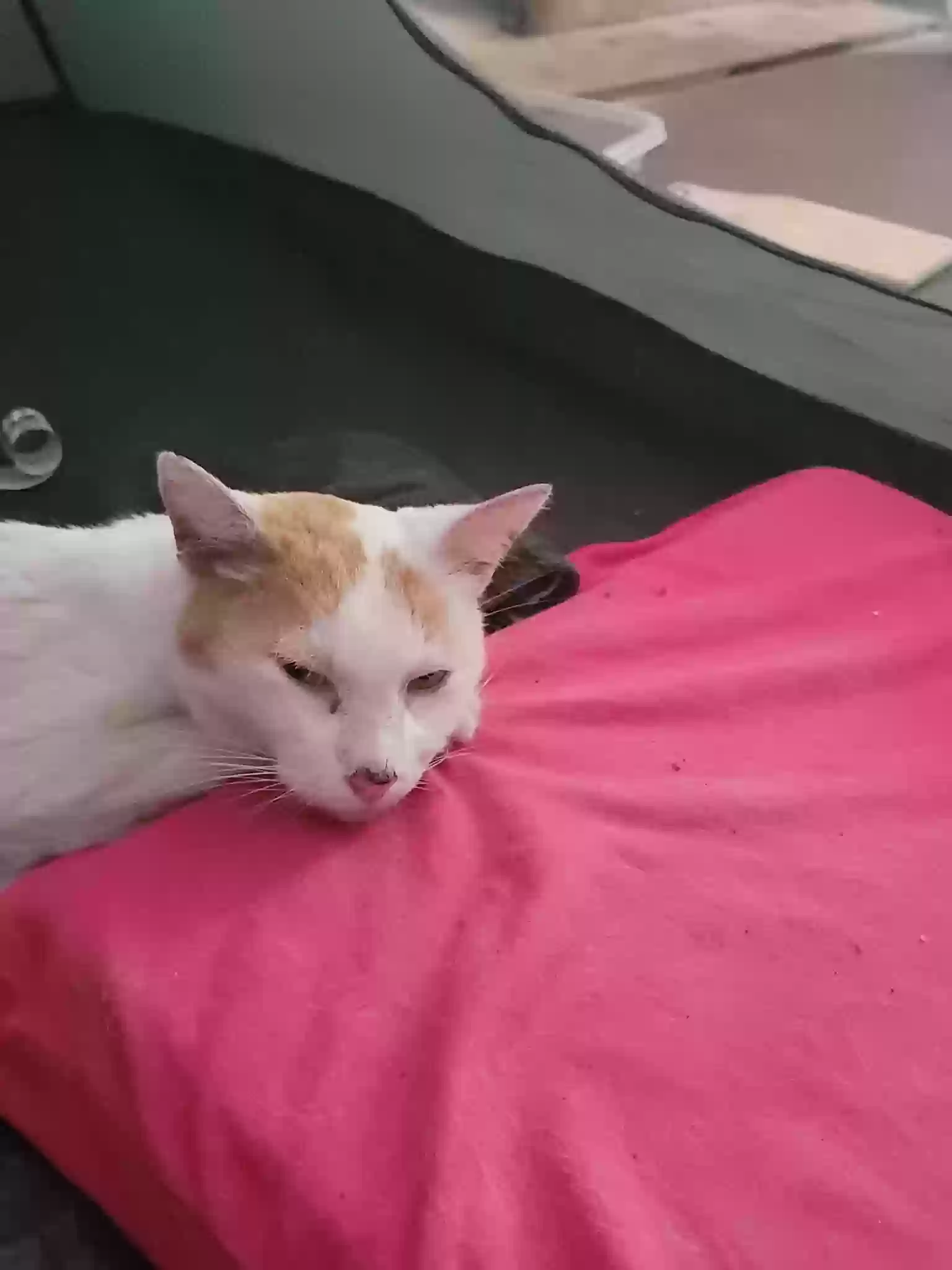 adoptable Cat in Whitewright,TX named Ms. Kitty
