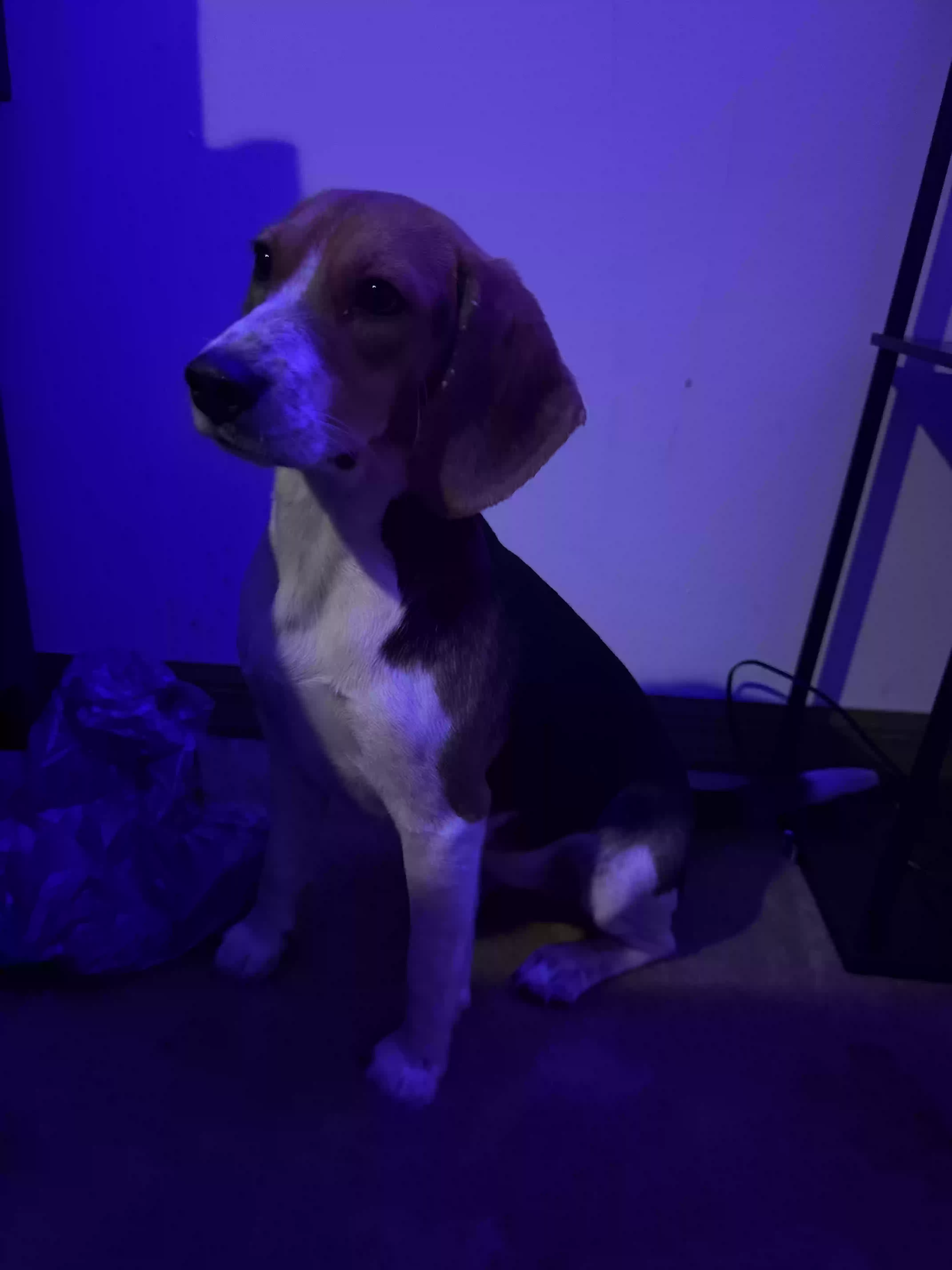 adoptable Dog in Lake City,FL named reese